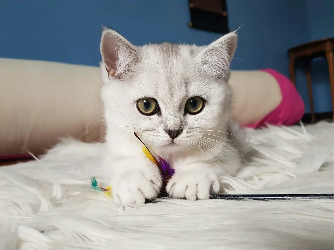 biały kociak rasowy z rodowodem na łóżku z zabawką