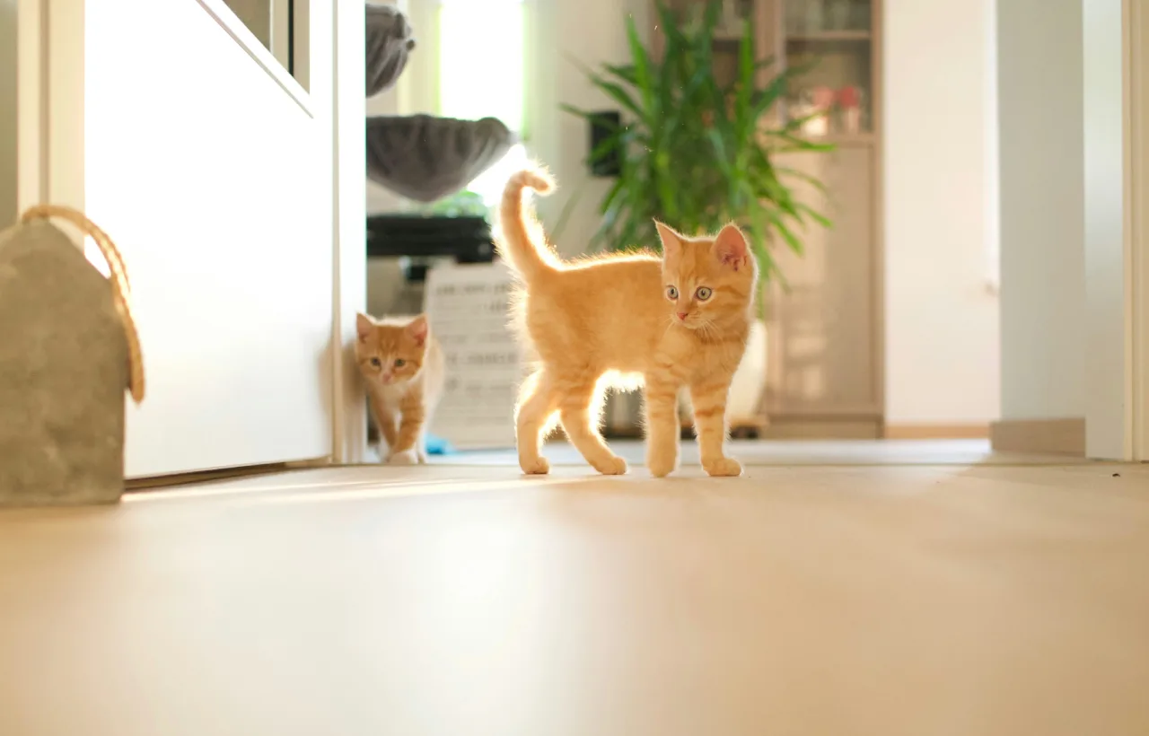 rude kotki w mieszkaniu