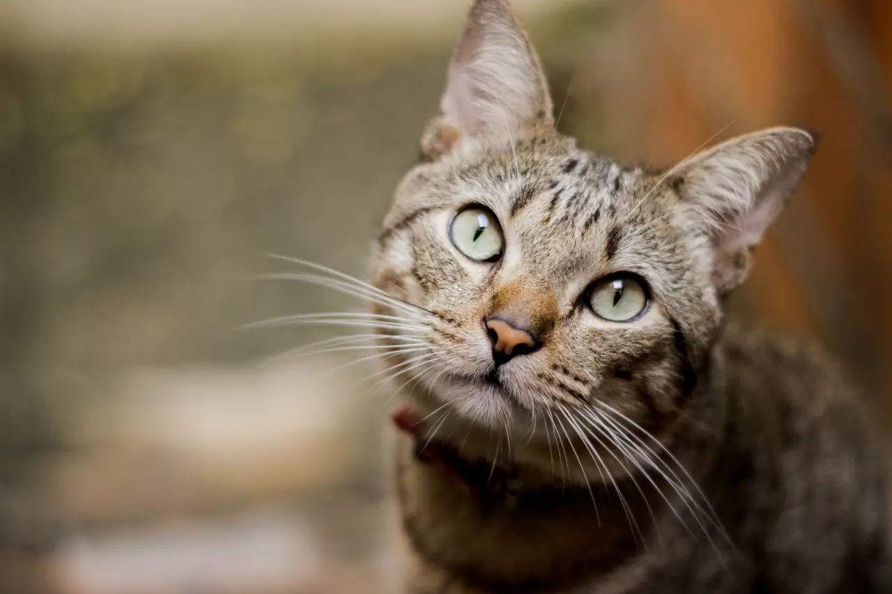 jak rozróżnić alergię od nietolerancji pokarmowej u kotów