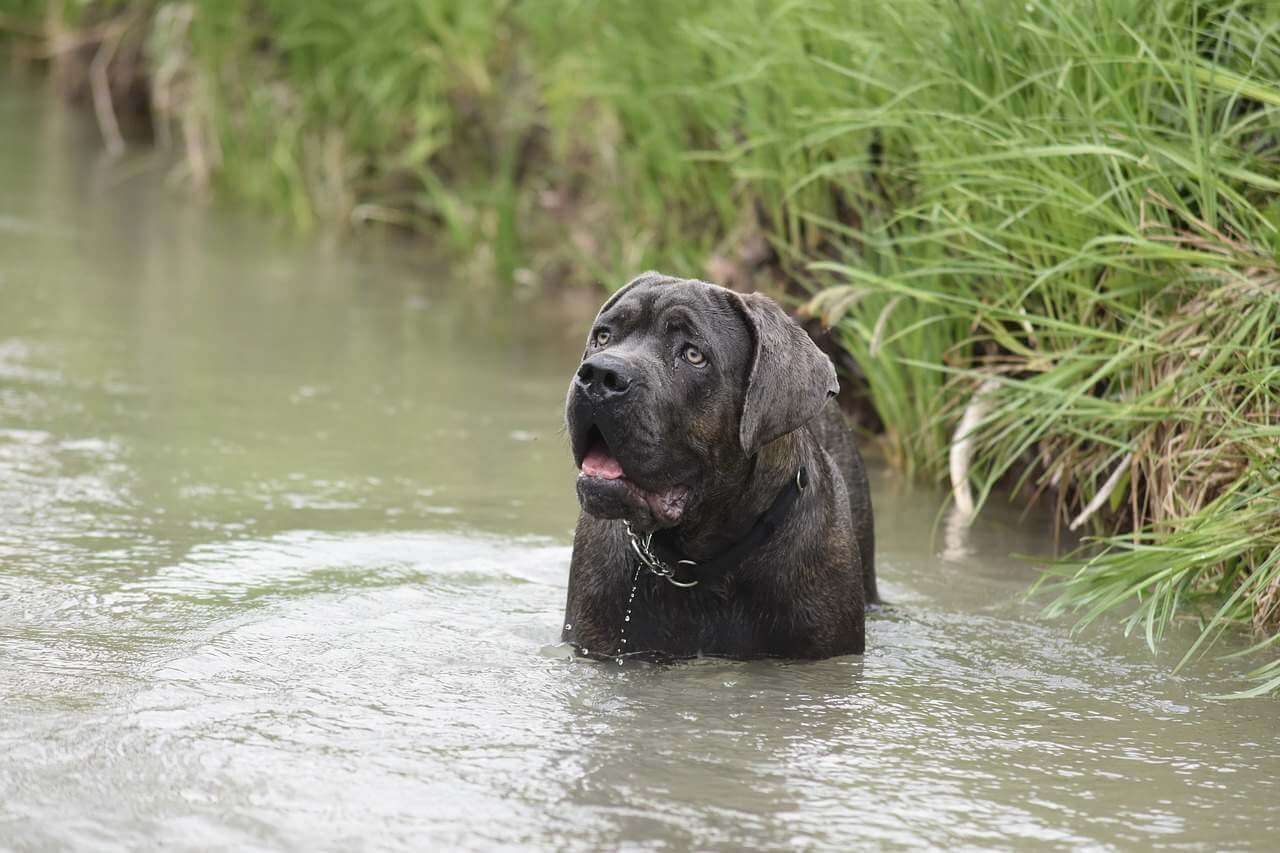 czy cane corso jest agresywny