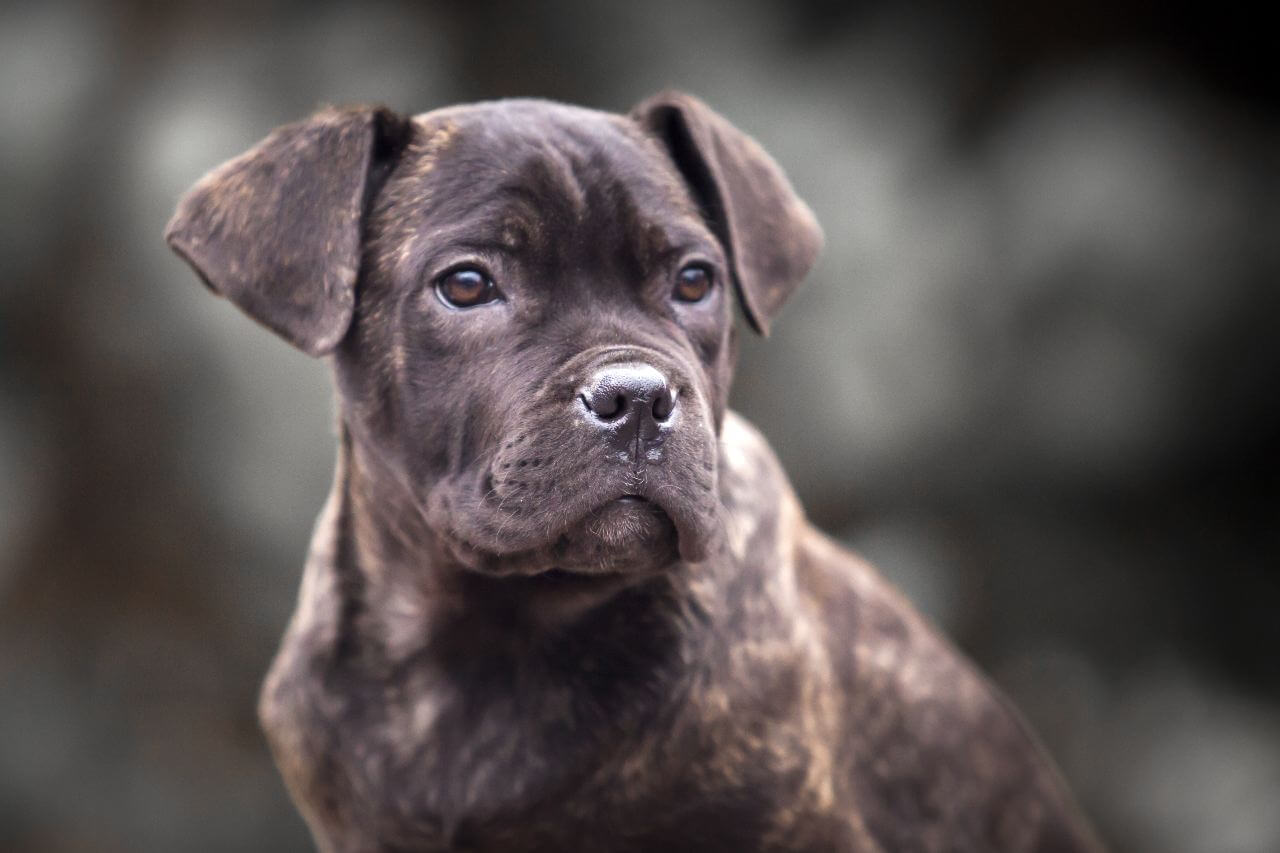 szczeniaki cane corso