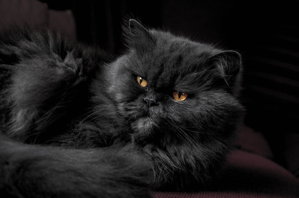 piękny kot perski