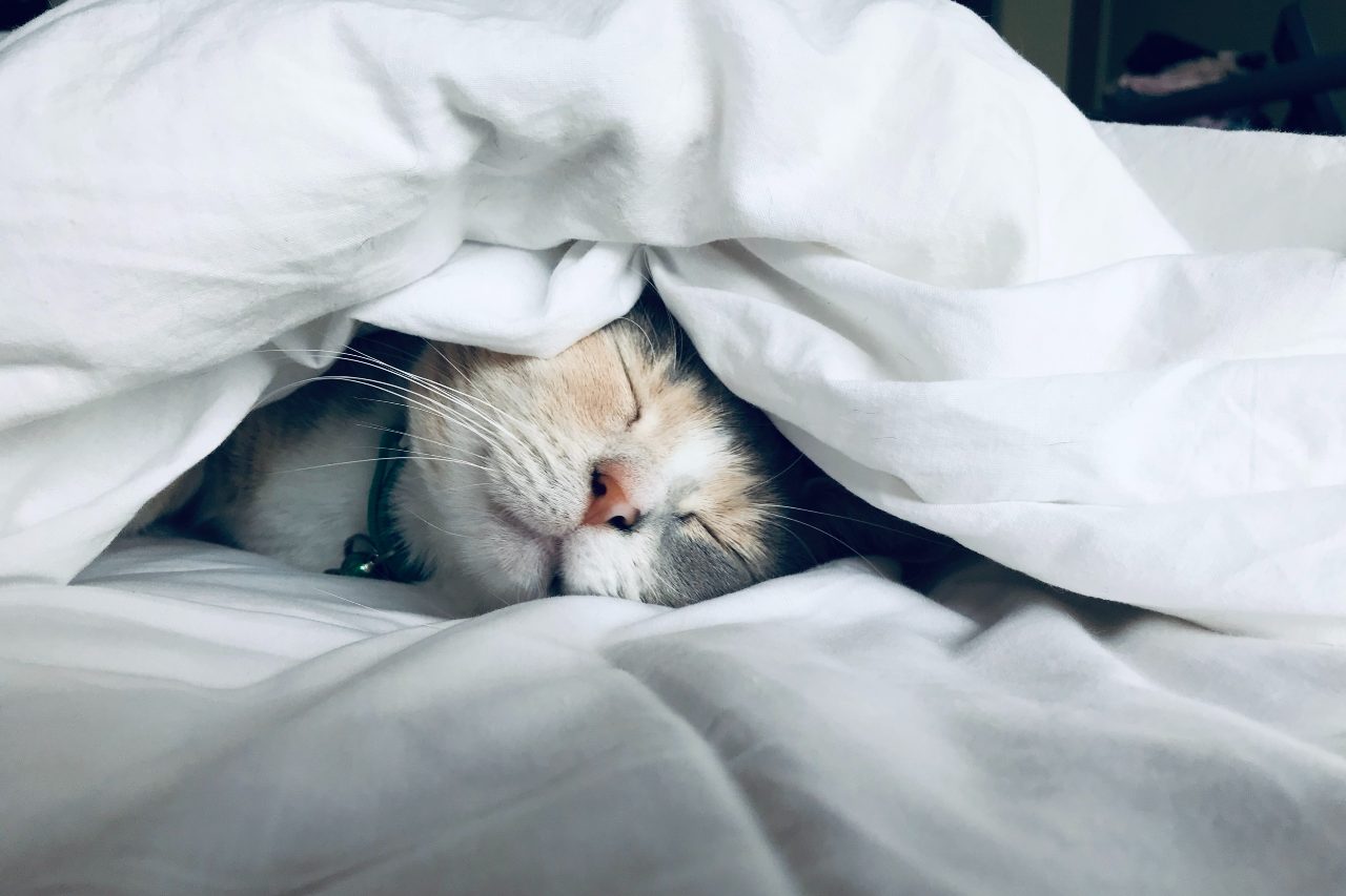 kot niewychodzący śpi w łóżku