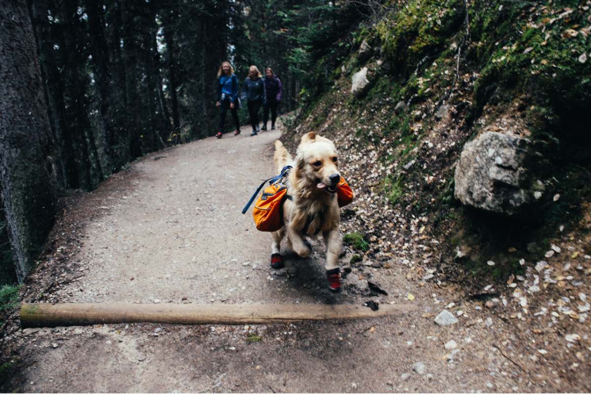czy warto jechać z psem w góry