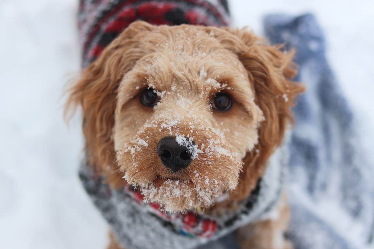 dieta psa zimą
