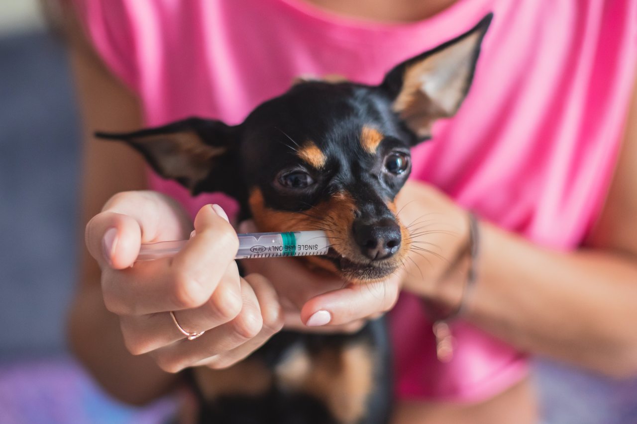 podawanie psu lekarstwa strzykawką