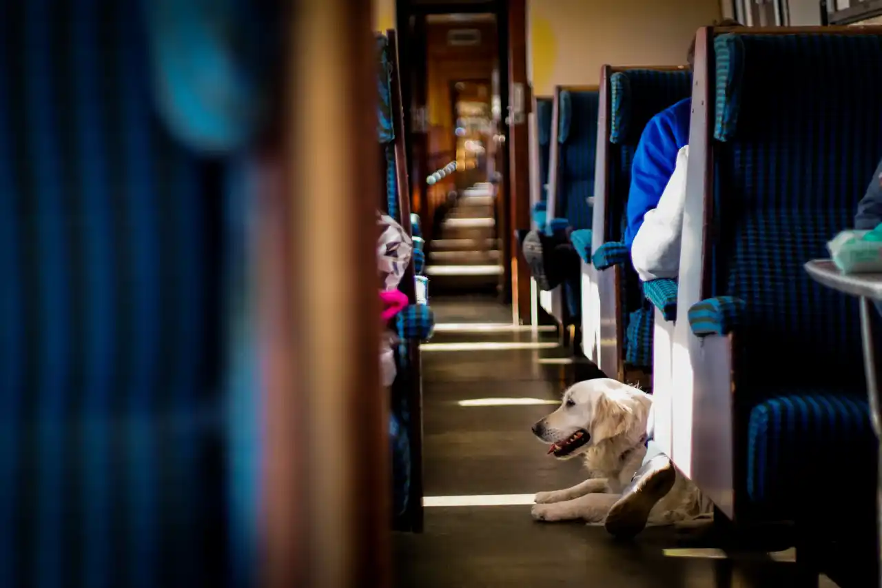 pies w pociągu