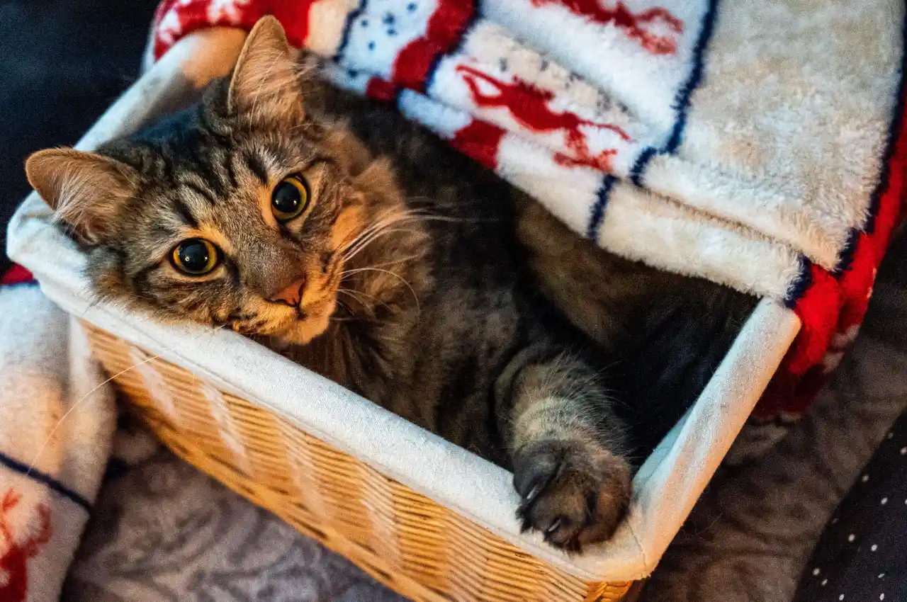 kot chowa się w pudle pod świątecznym kocem
