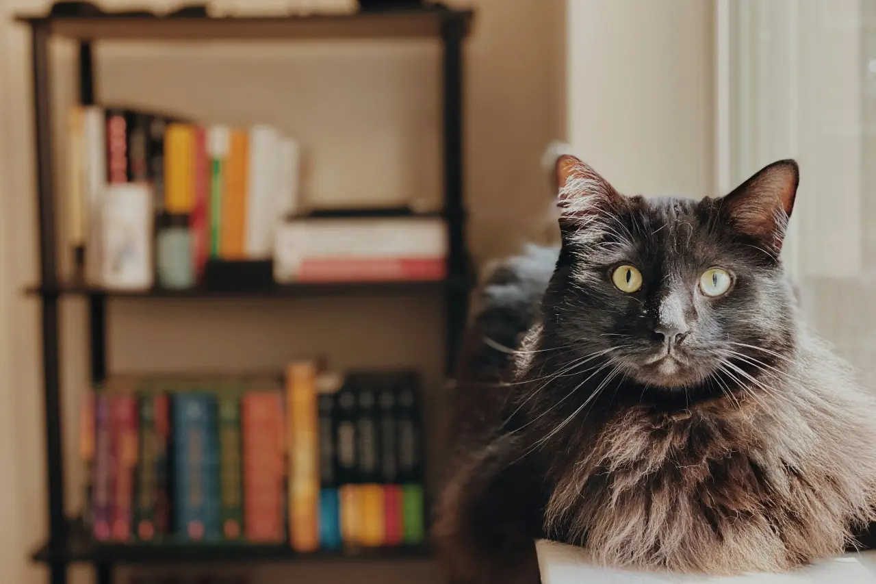 czarny kot długowłosy w domu na tle regału z książkami 