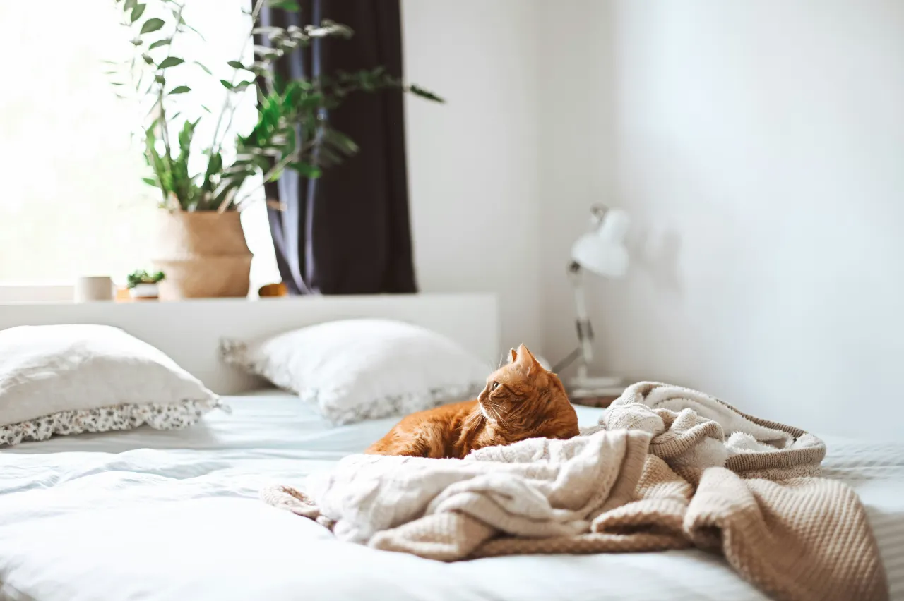 rudy kot na łóżku leży na beżowym kocu w jasnej sypialni