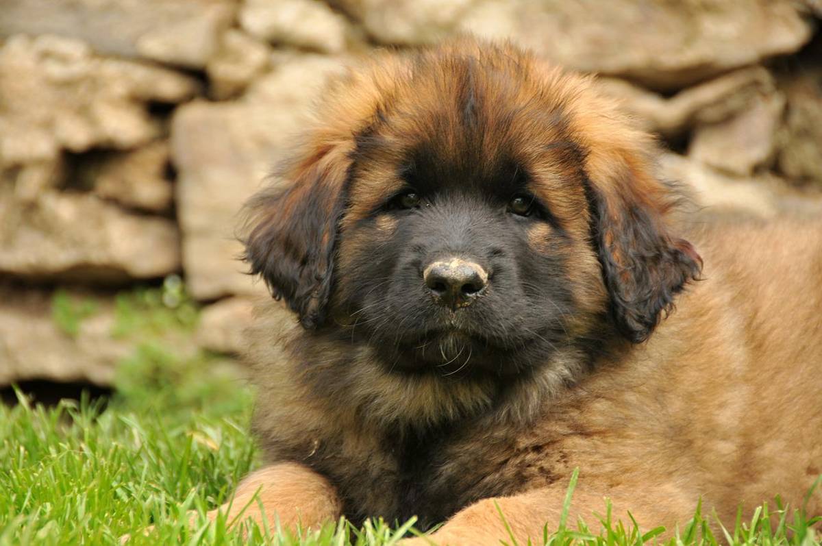 leonberger opis