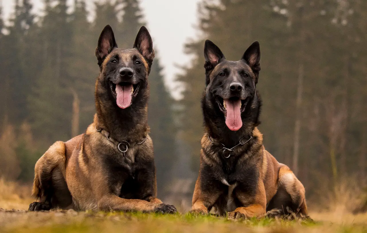 malinois charakter