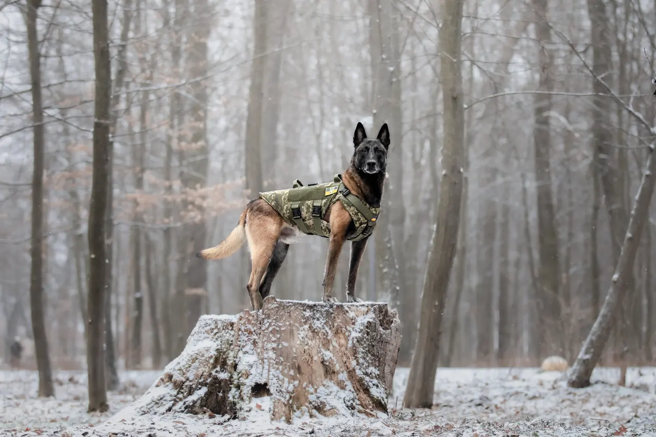 malinois użytkowość