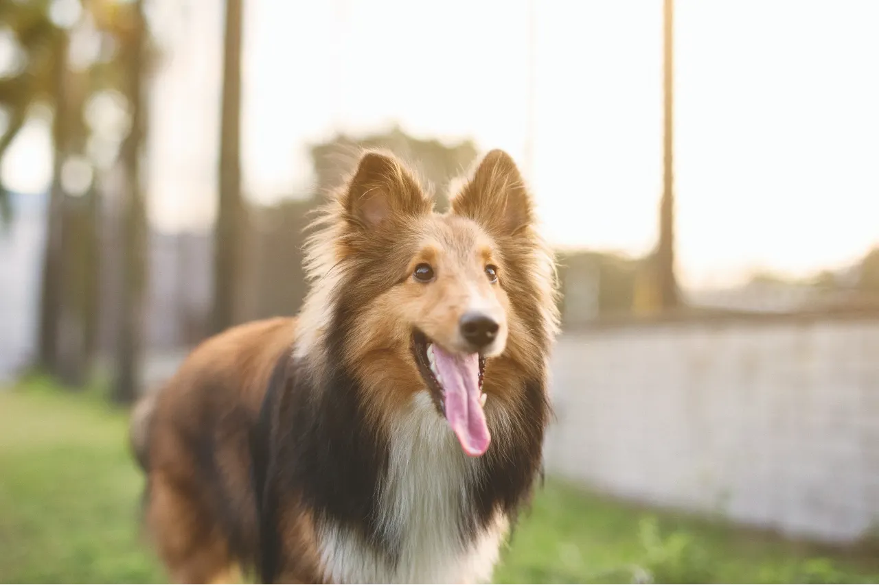 owczarek szkocki collie