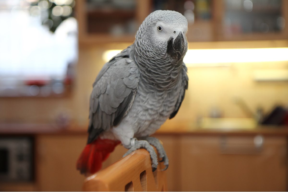 papuga żako - informacje przed zakupem
