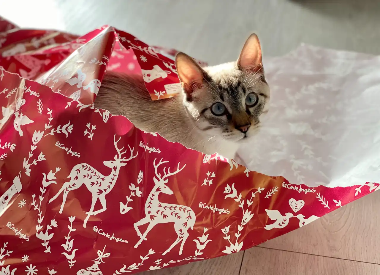 kot siedzi w papierze prezentowym