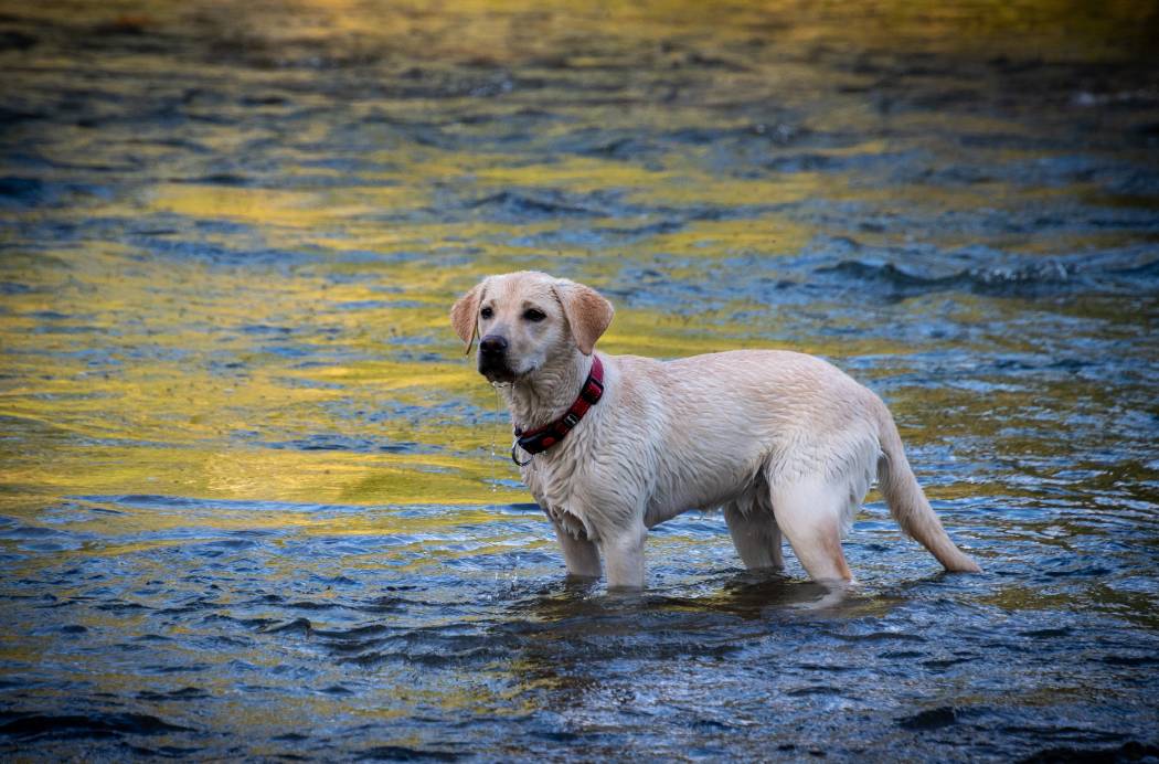 beżowy labrador w wodzie - ćwiczenia na dysplazję psa
