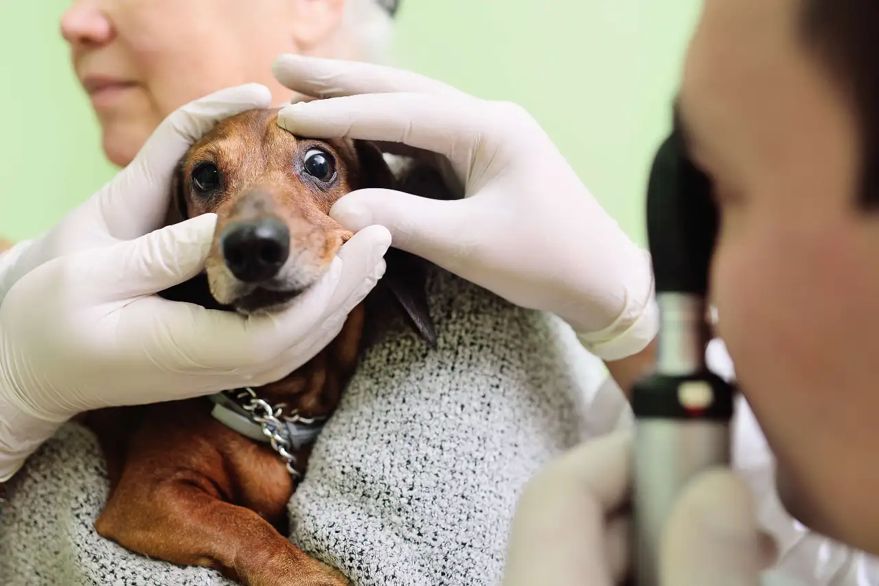 badanie oczu psa u lekarza weterynarii