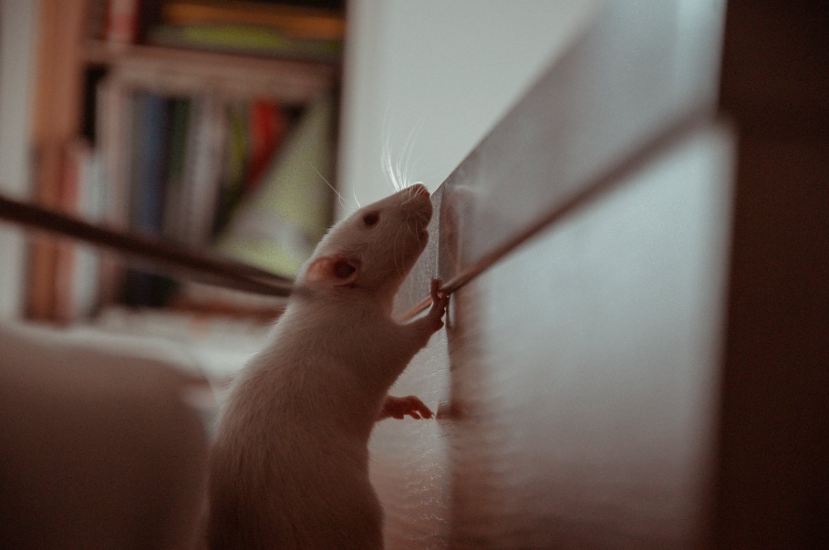 mały szczur