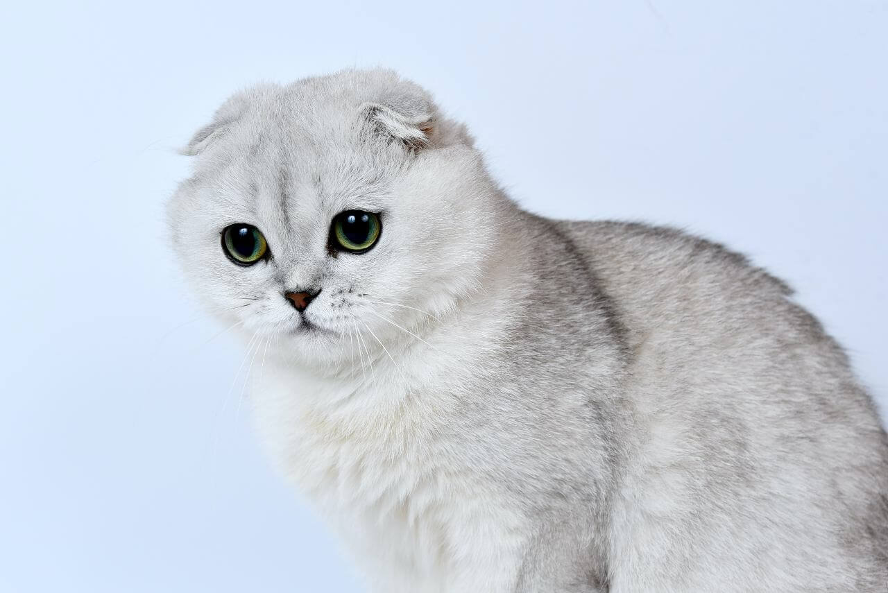 biały kot szkocki zwisłouchy