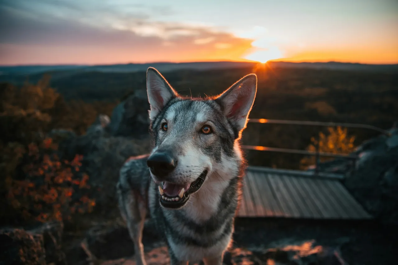 portret wilczaka czechosłowackiego