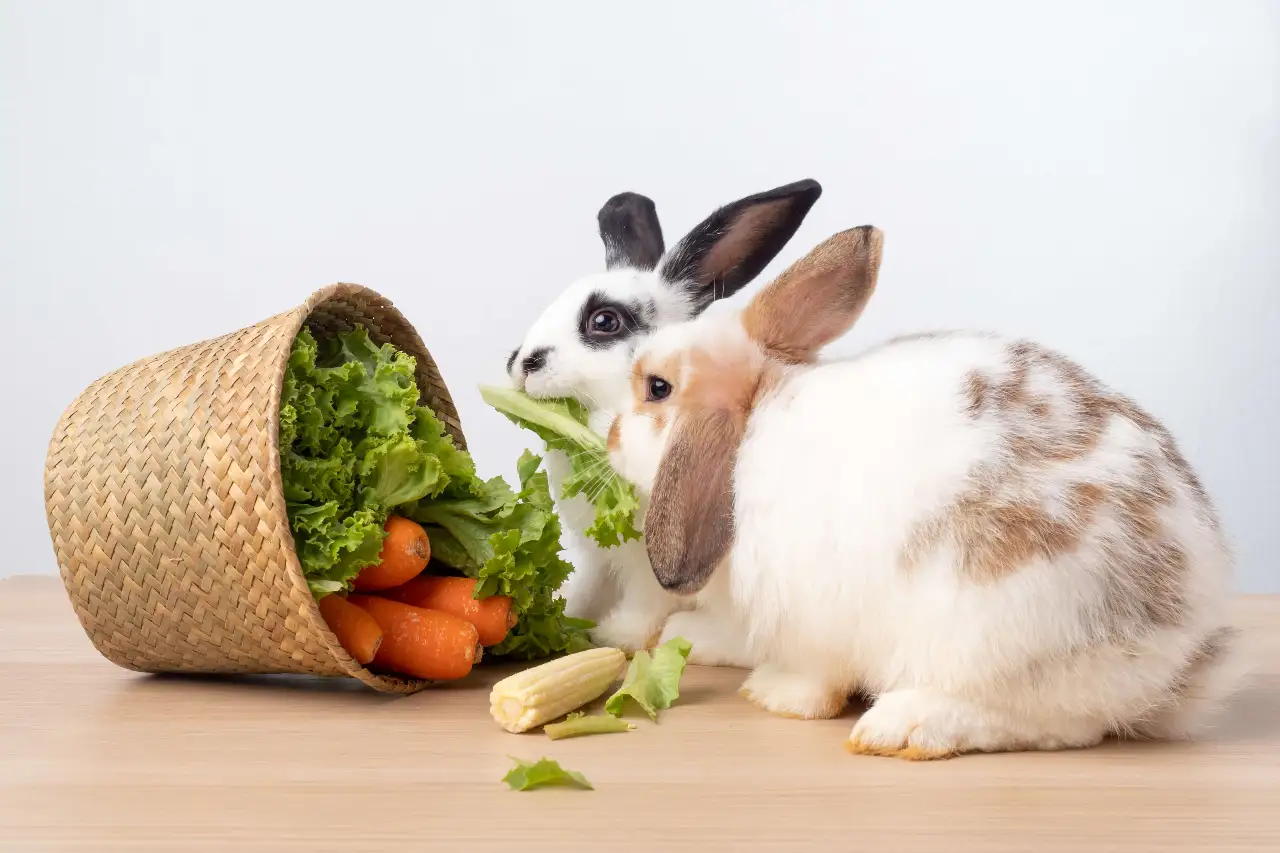 jakie warzywa dla królika