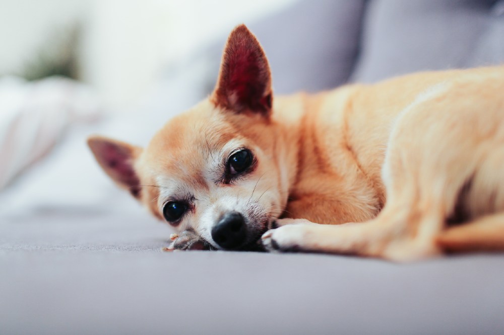 pinczer miniaturowy mały pies krótkowłosy