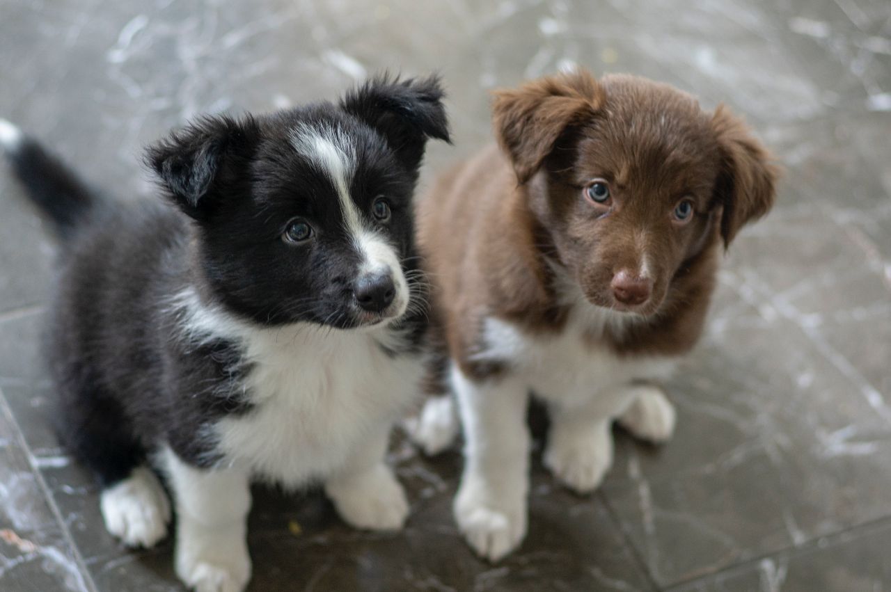 border-collie-inteligentny-sportowiec-kt-ry-podbije-twoje-serce