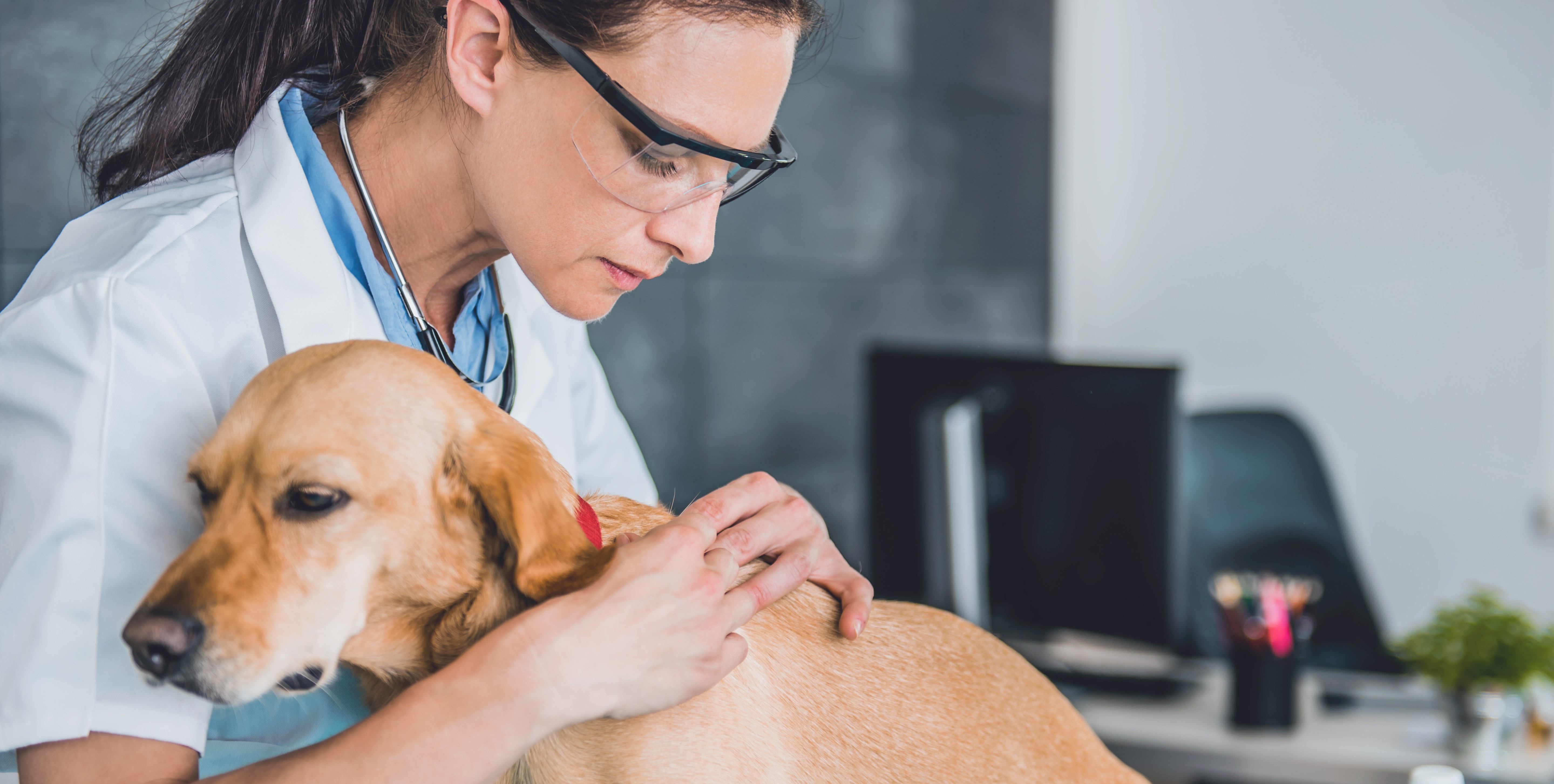 Borelioza u psa - objawy i metody leczenia