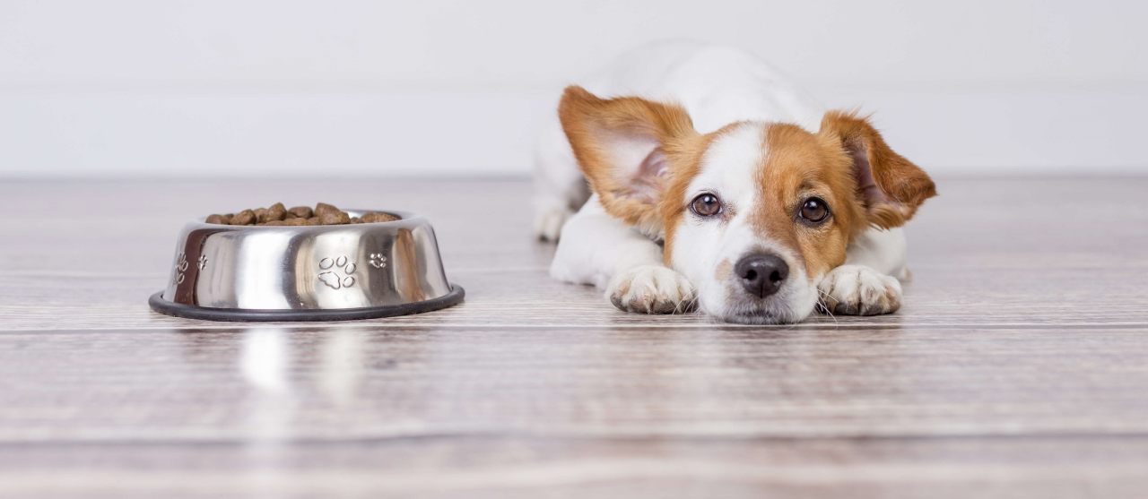 Czym karmić psa - podstawowe zasady dobrze zbilansowanej diety