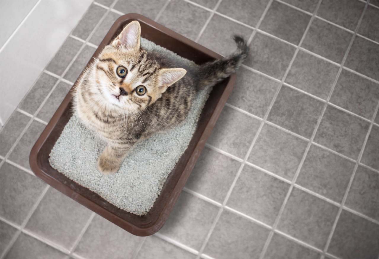 Chcesz, aby Twój kot zachował w domu czystość? Sprawdź 5 praktycznych porad
