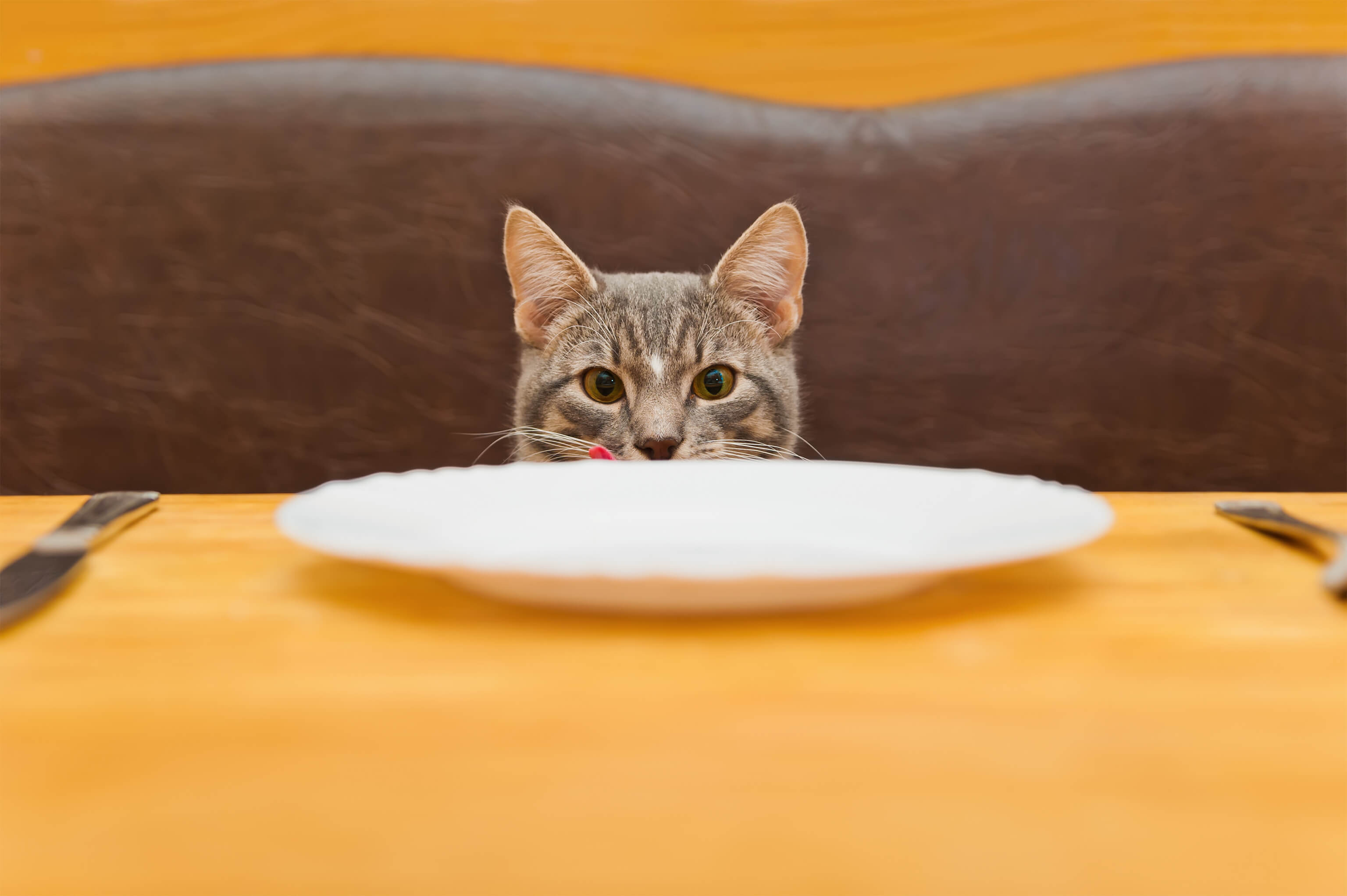 Dieta dla kota - wady i zalety BARF
