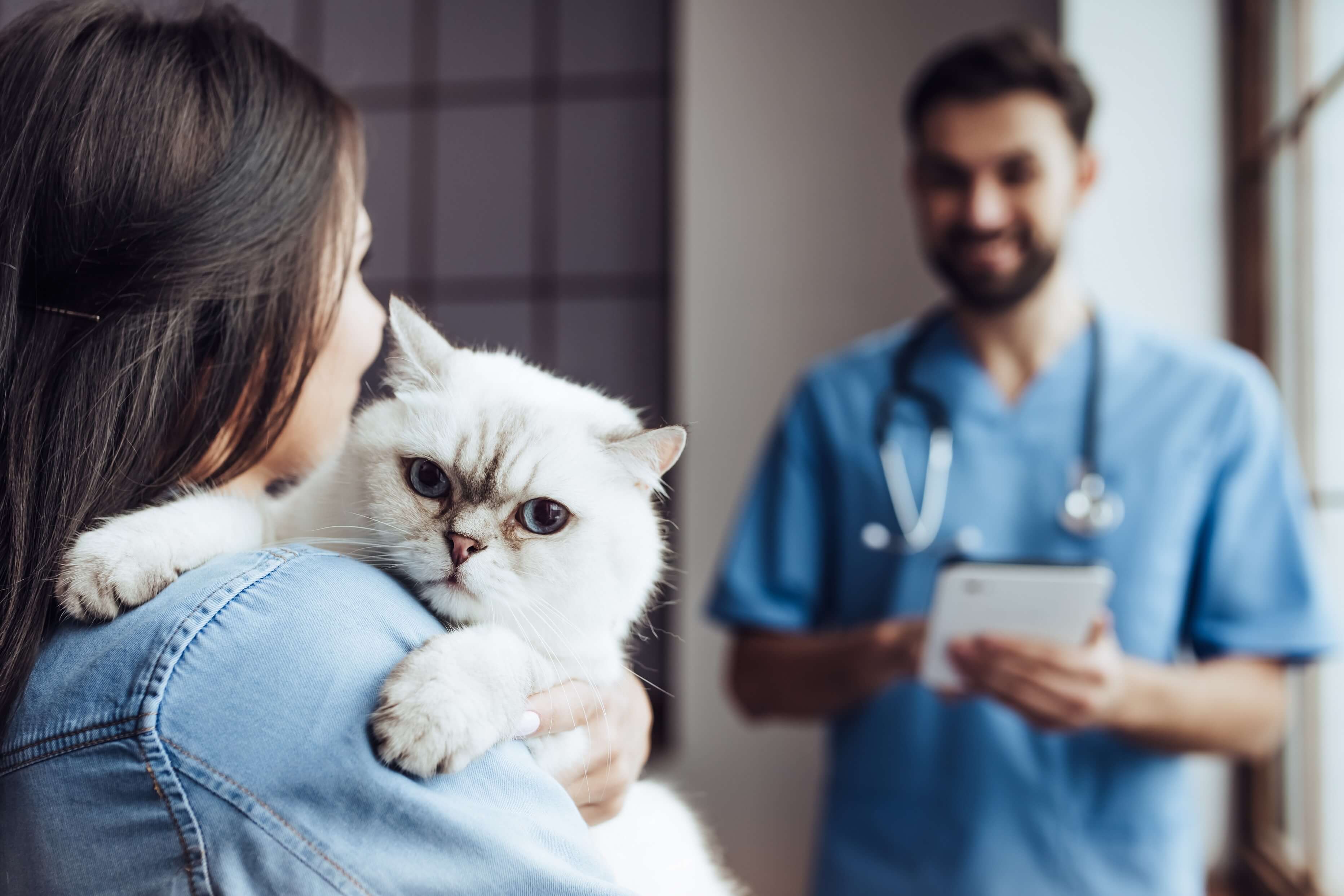 Sterylizacja czy terapia hormonalna u kotki – co wybrać?