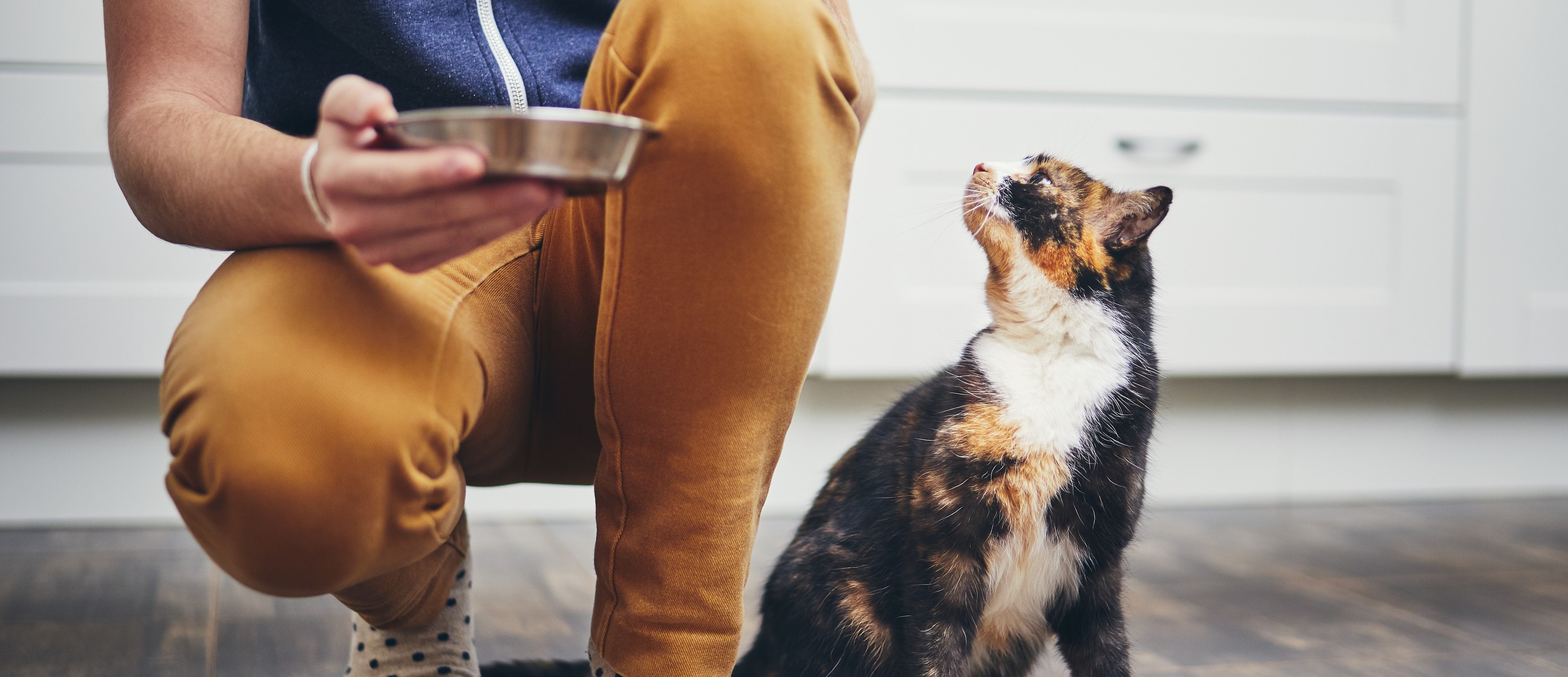 Zadbaj o potrzeby swojego kota i wybierz najlepszą dla niego karmę