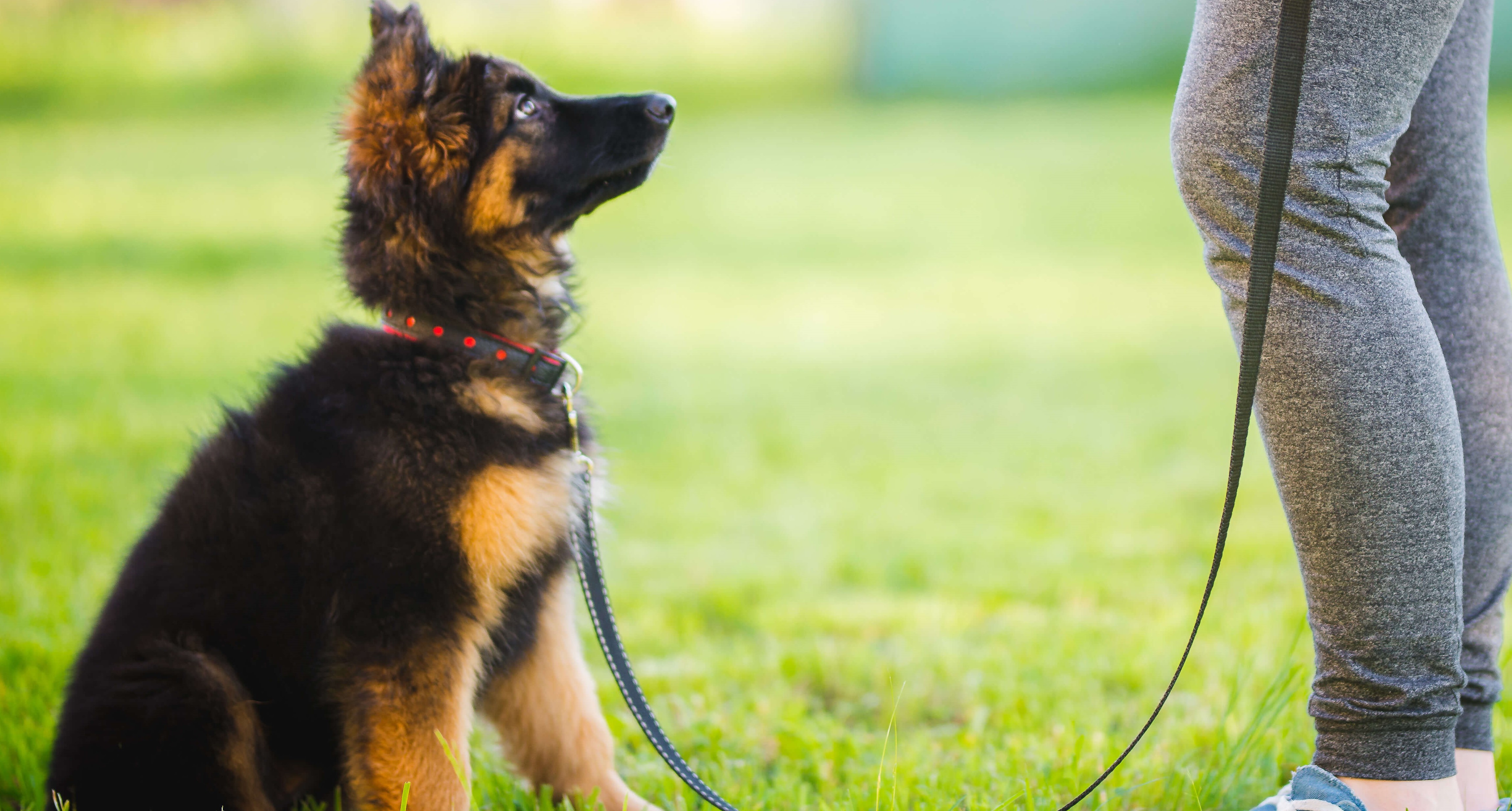 Posłuszeństwo psa. Jak ćwiczyć i jakich metod używać? Poradnik obedience 