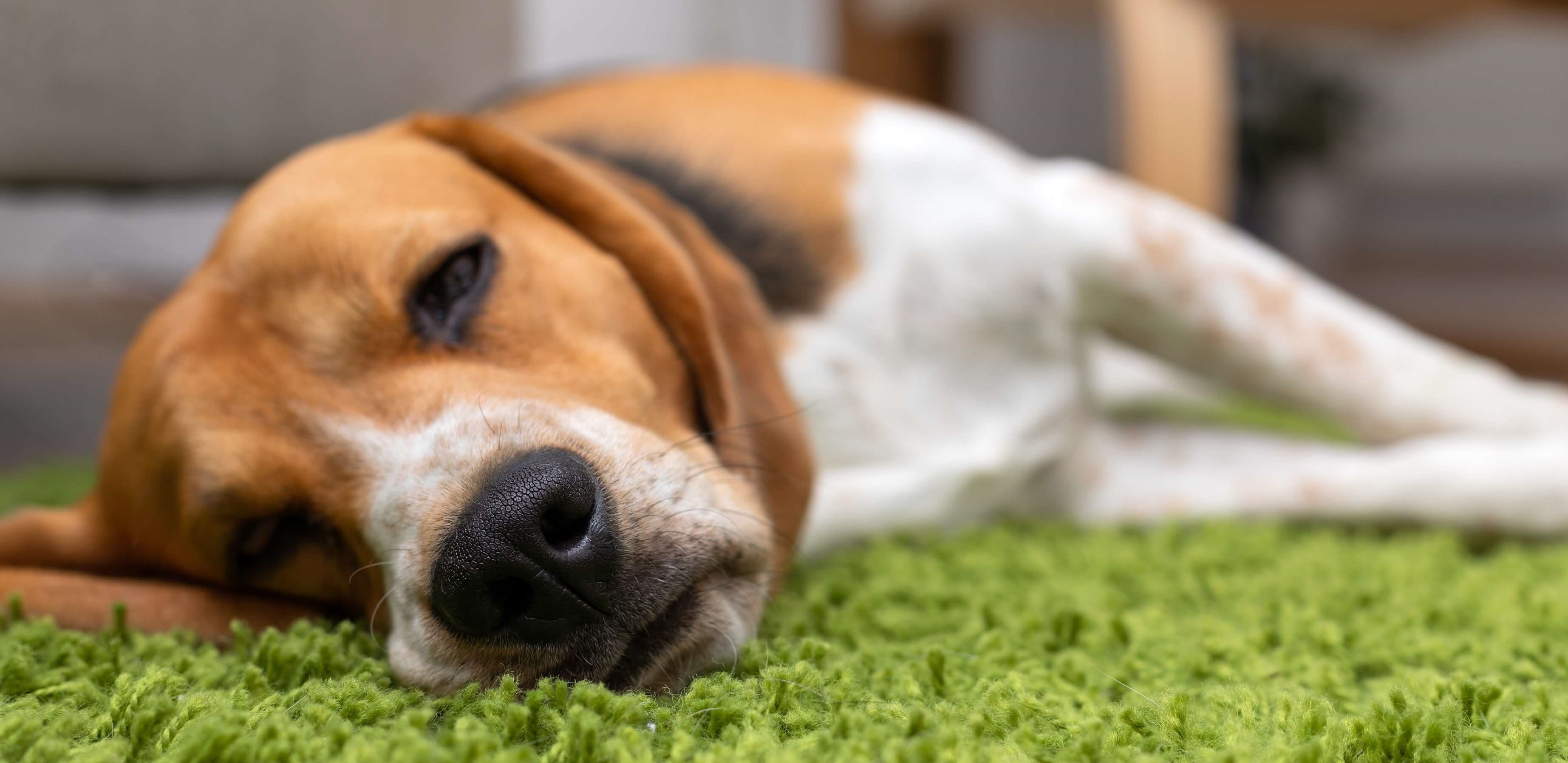 Najważniejsze informacje o parwowirozie - sprawdź, jak możesz pomóc psu