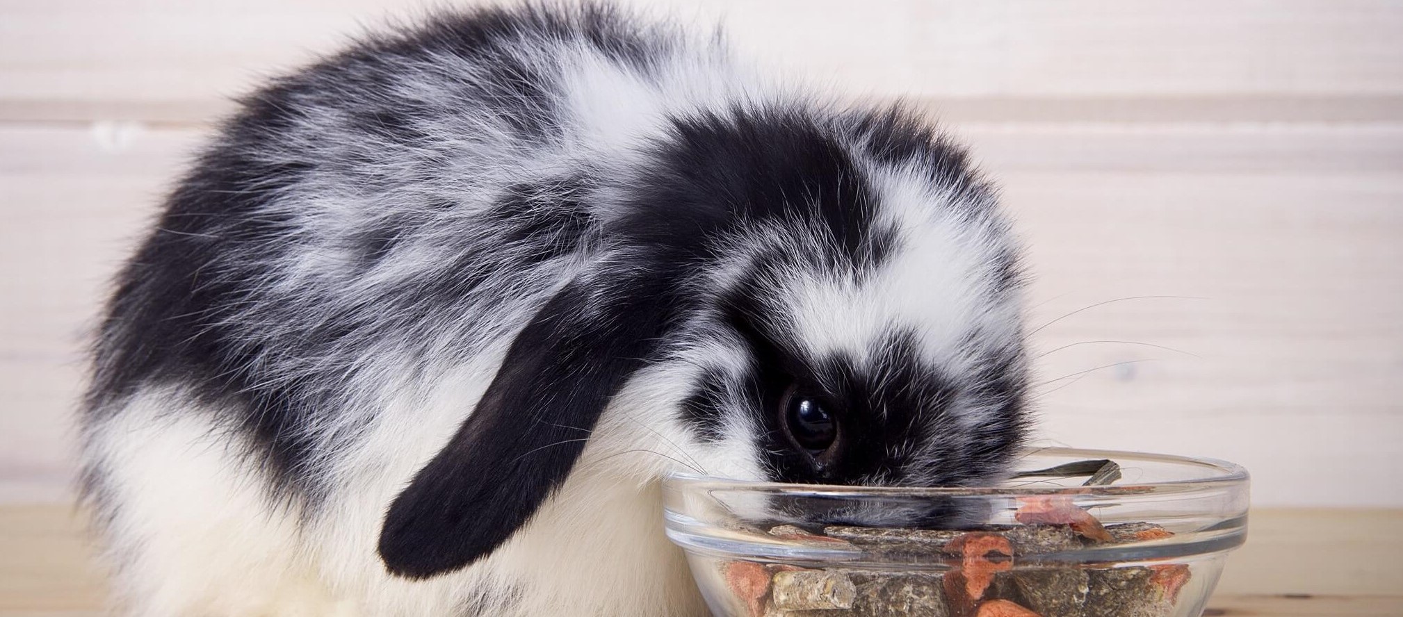 Co jedzą króliki, a czego jeść nie mogą? Żywienie królika: praktyczny poradnik