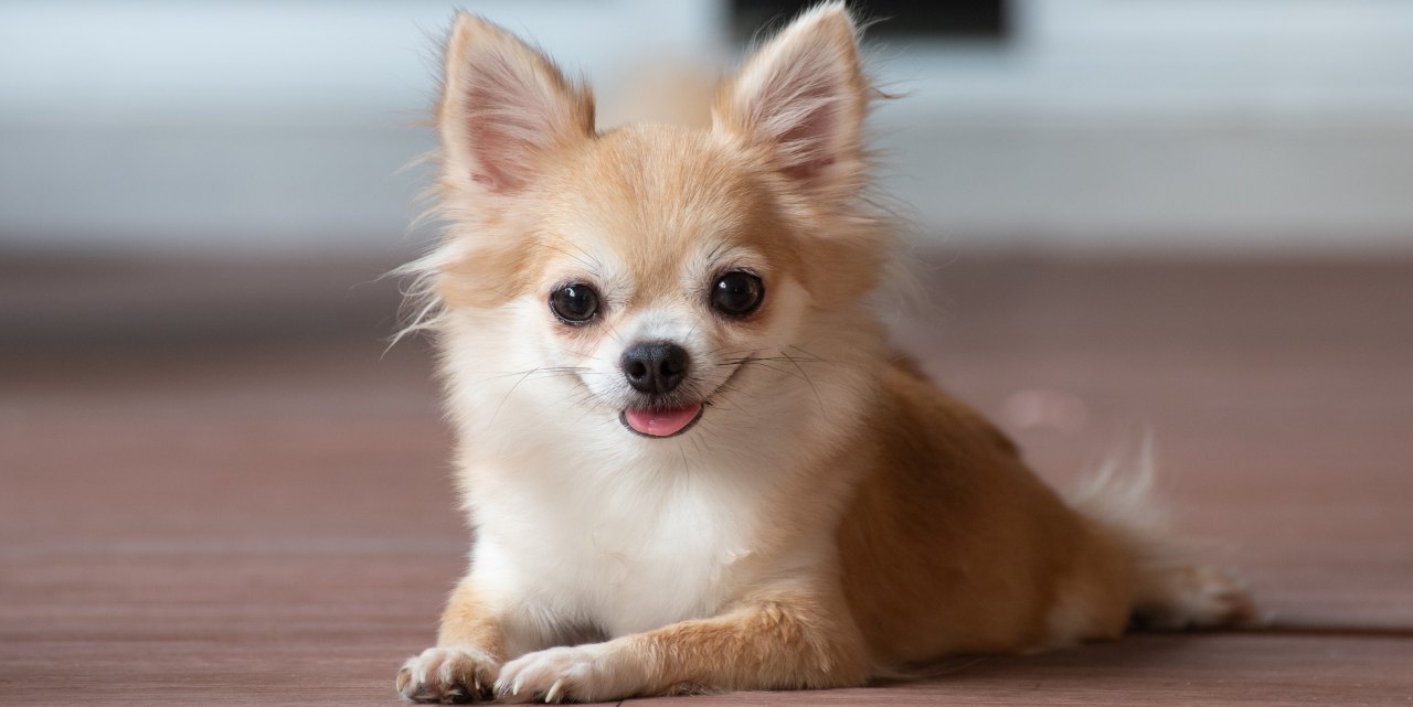 Chihuahua - opis rasy