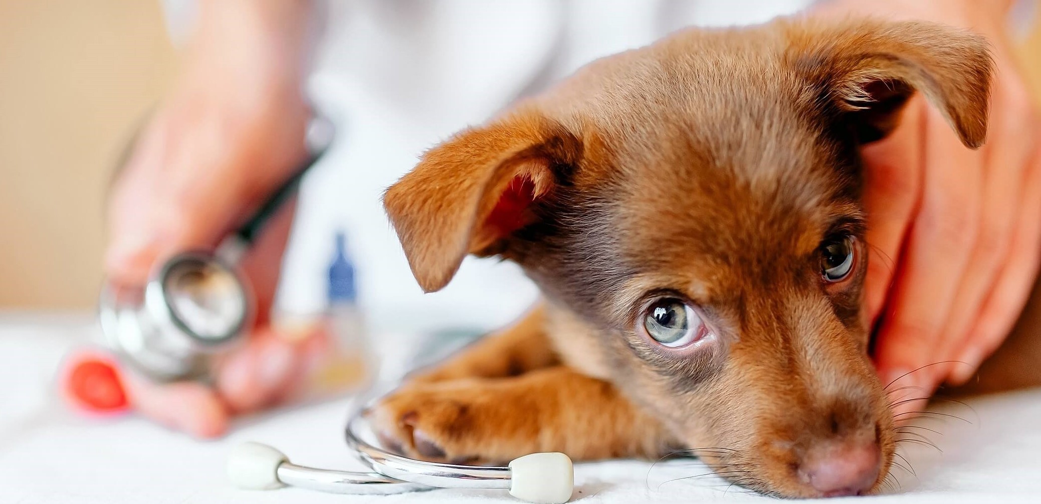 Cukrzyca u psa - objawy i leczenie