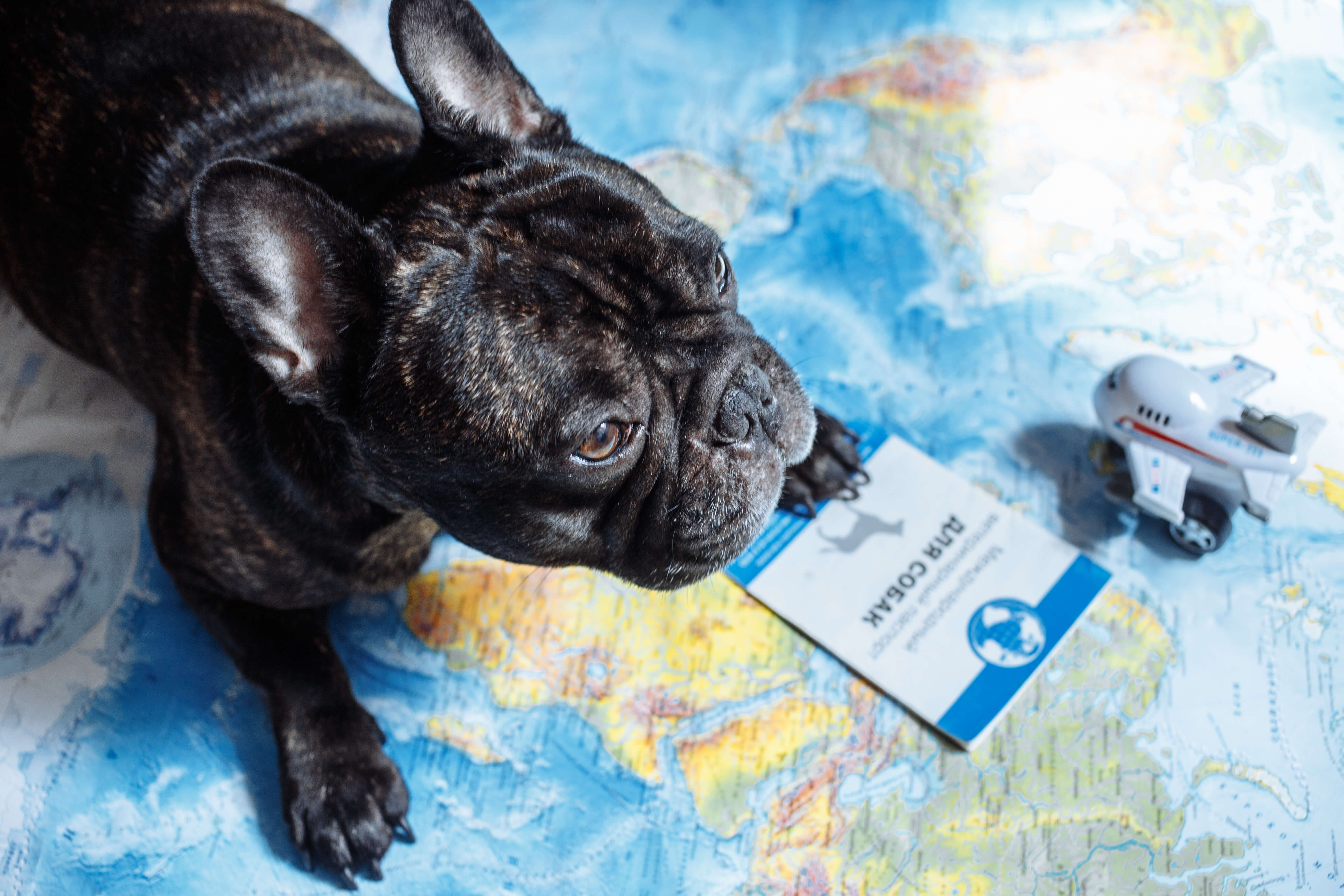Planujesz zagraniczny wyjazd z pupilem? Sprawdź, czy będzie Ci potrzebny paszport dla psa!