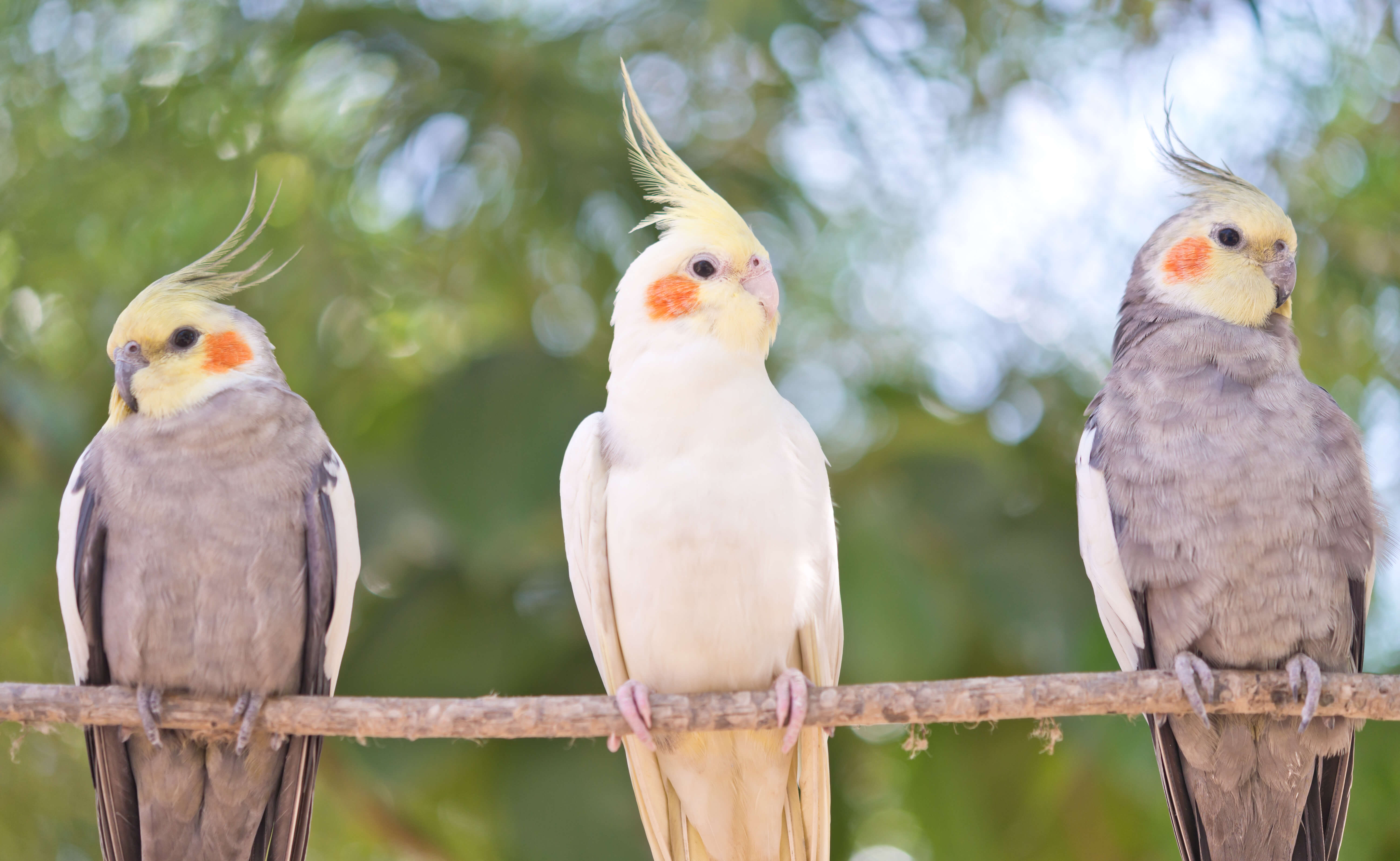 Papuga nimfa - podstawowe wskazówki dotyczące żywienia i pielęgnacji