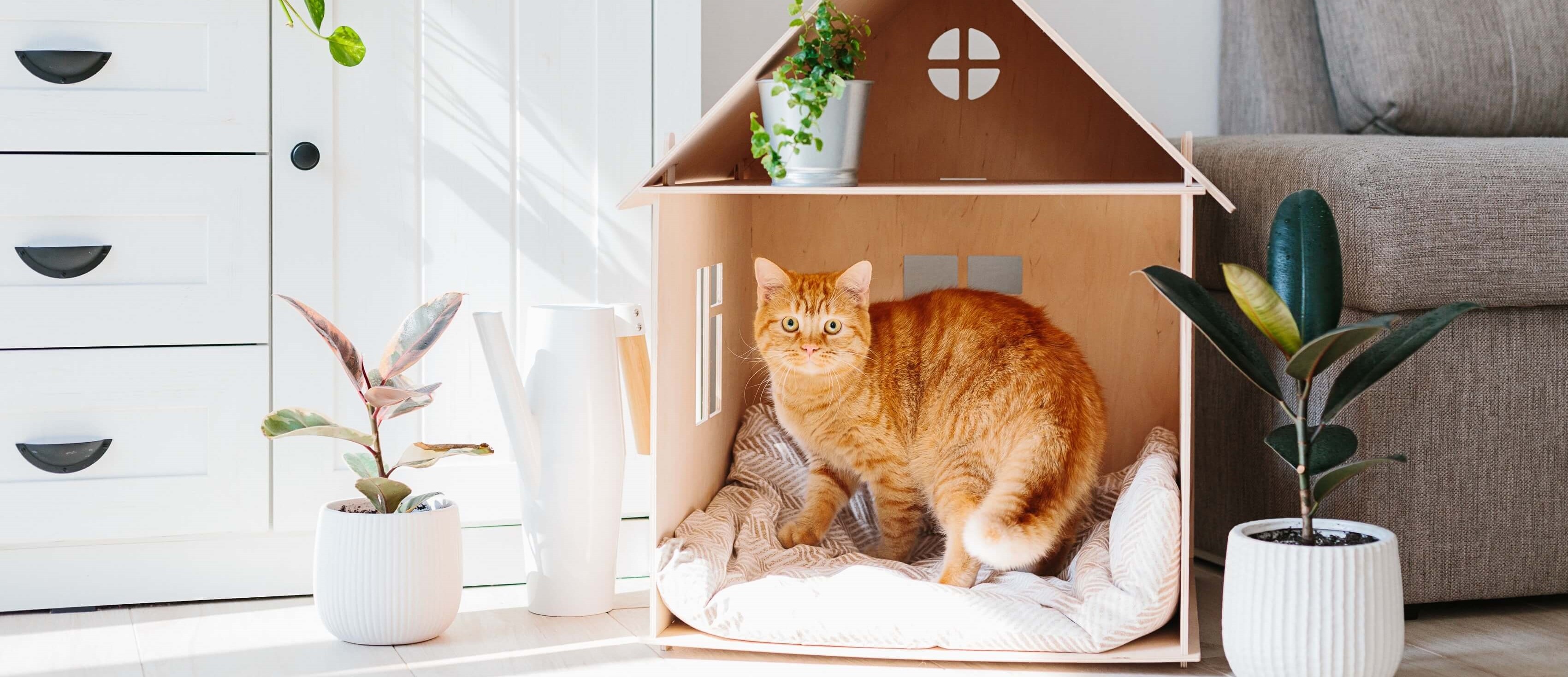 Pierwsze dni z kotem w domu – jak się przygotować na przybycie nowego domownika?