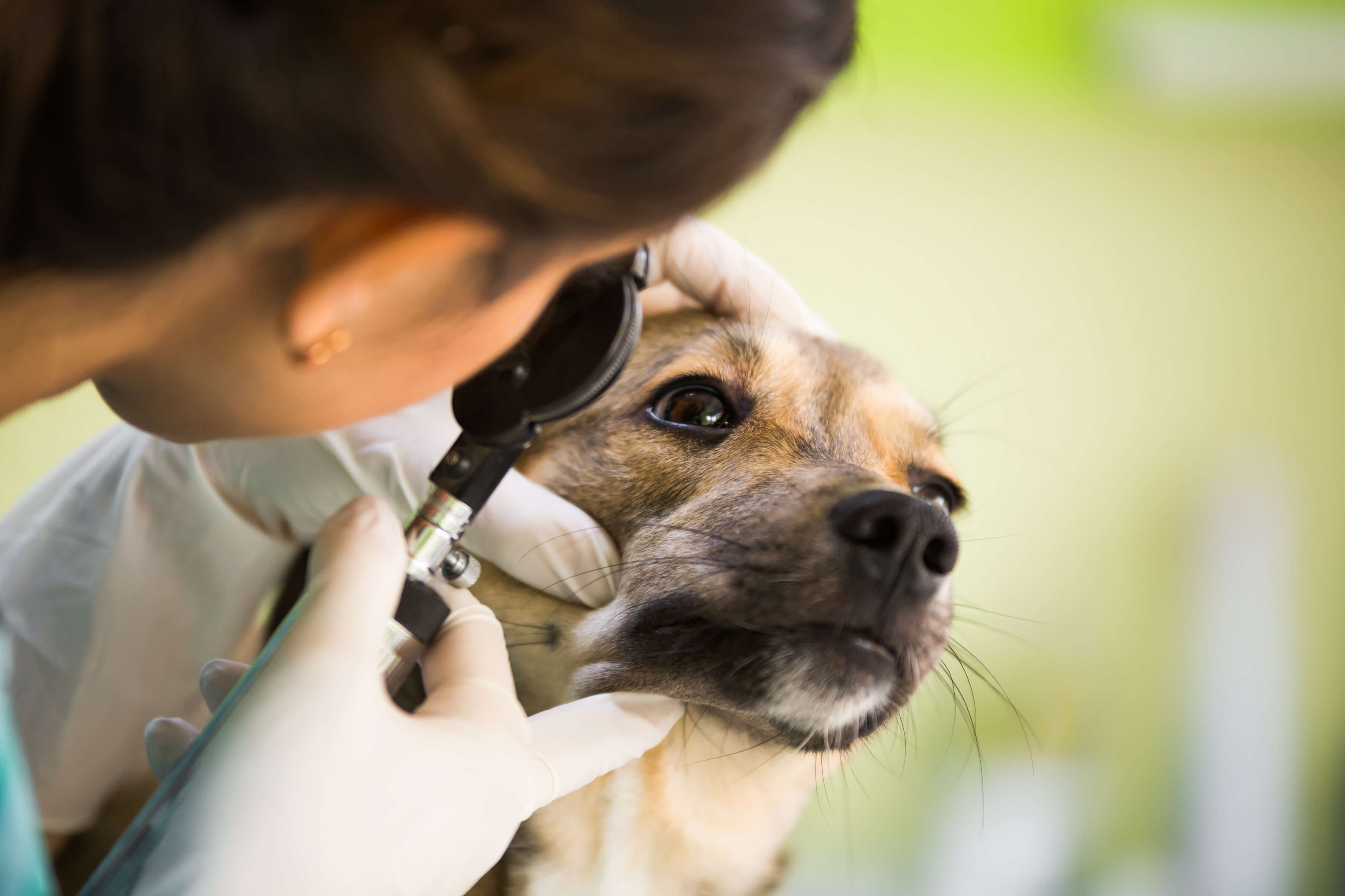 Ropiejące oczy u psa: przyczyny i sposoby leczenia