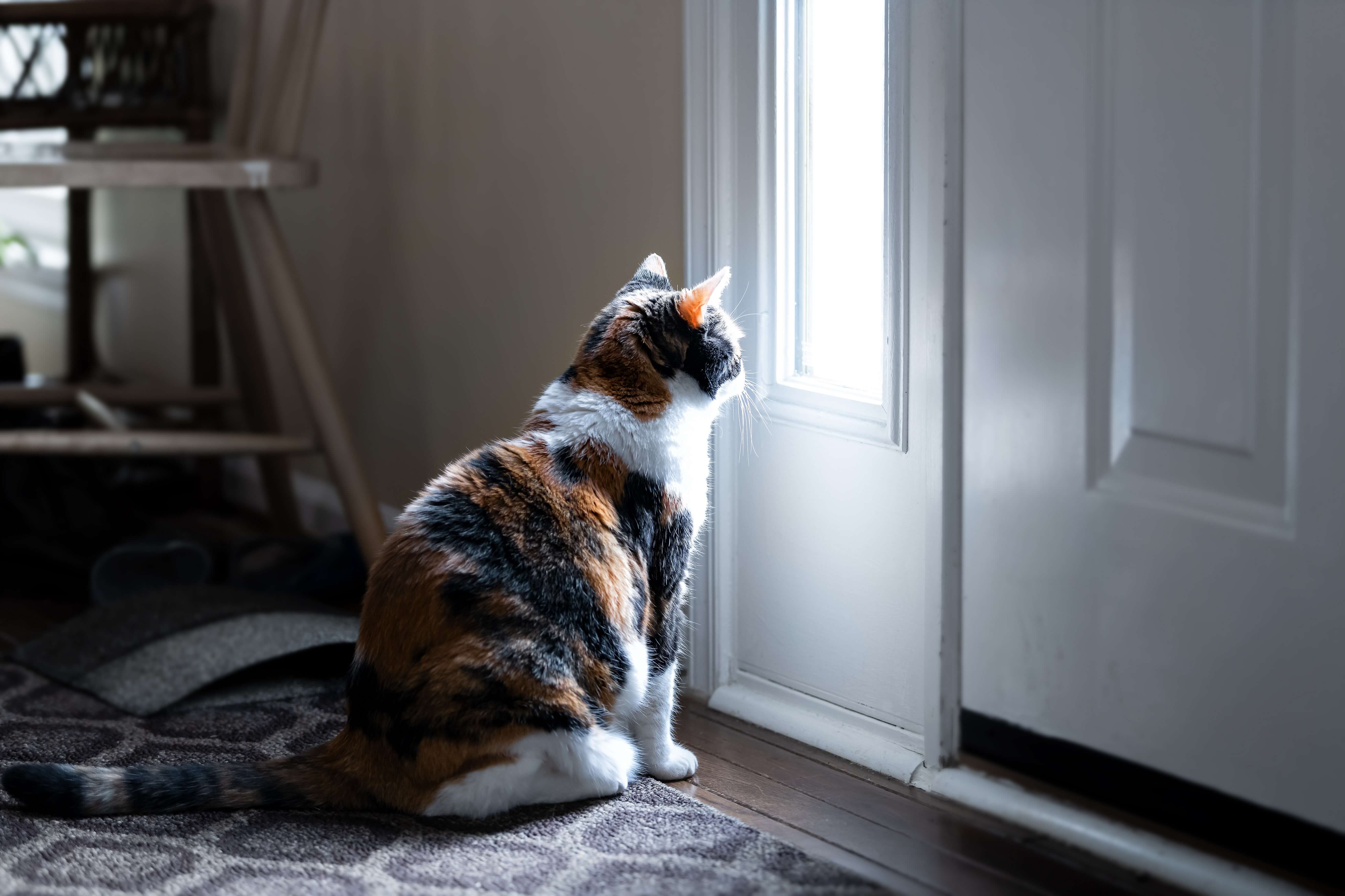 Smutny kot: przyczyny i sposoby na kocią depresję
