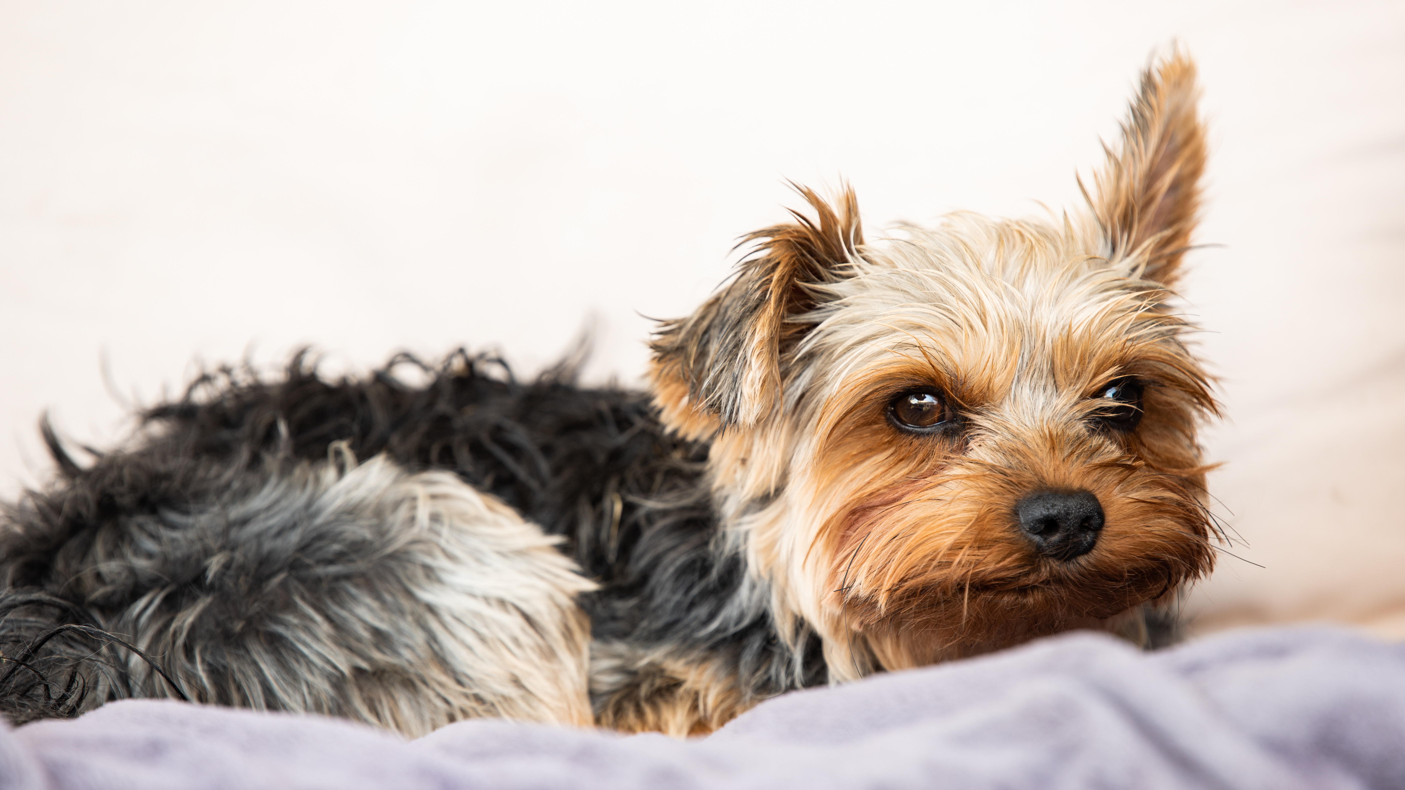 Nosówka u psa – objawy i leczenie