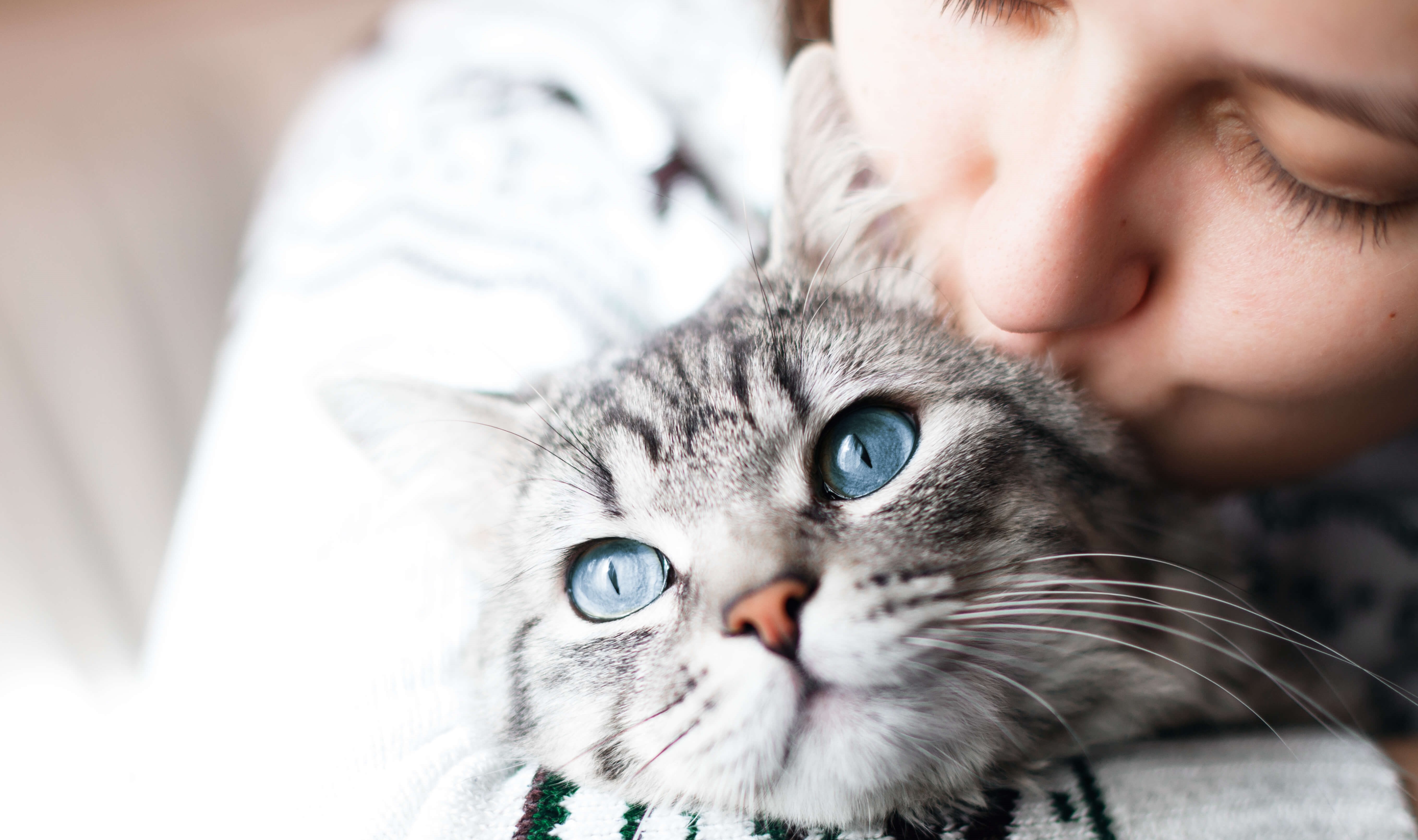 Czego nie mogą jeść koty? – 10 niebezpiecznych produktów