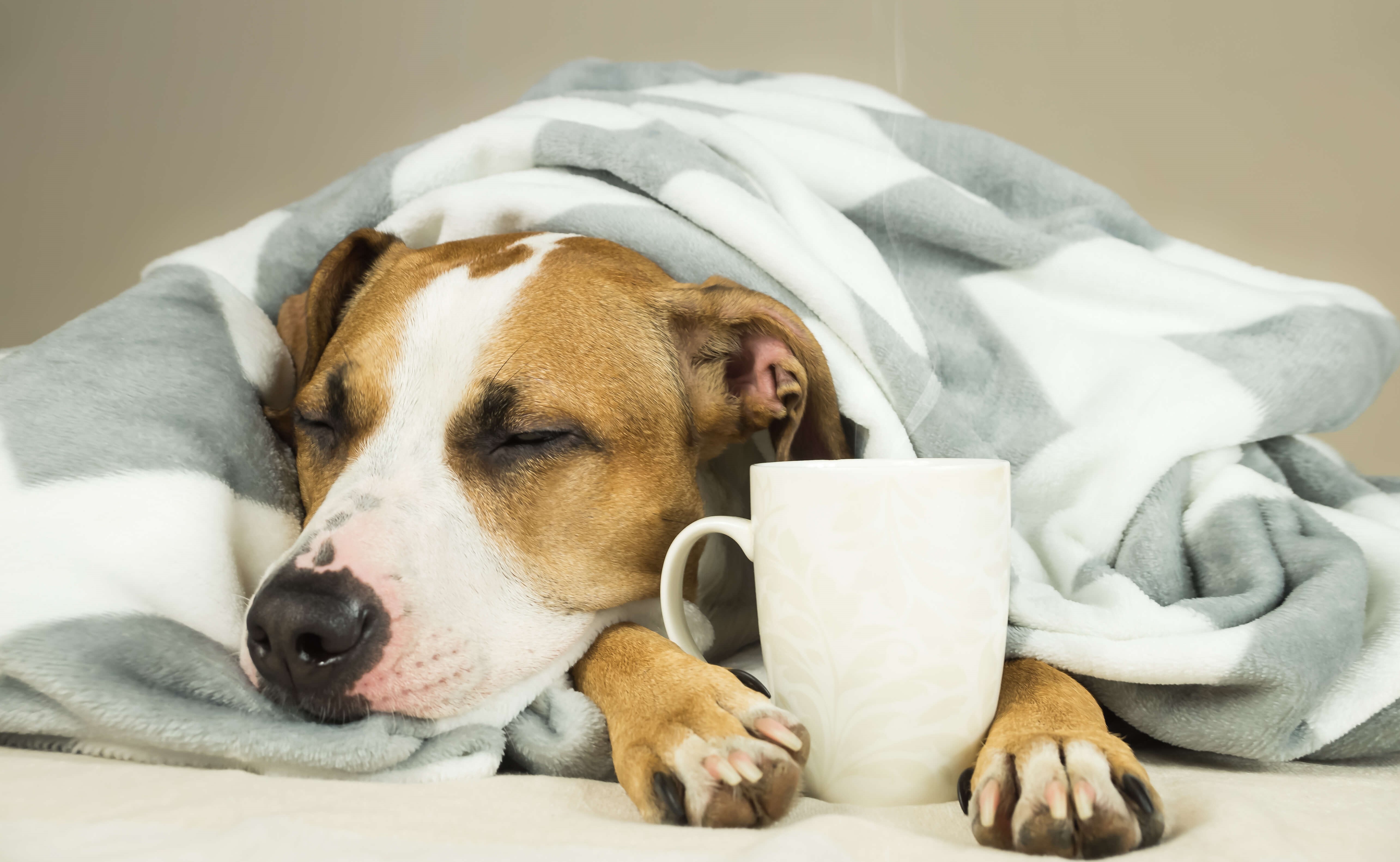 Przeziębienie u psa – objawy, leczenie, profilaktyka