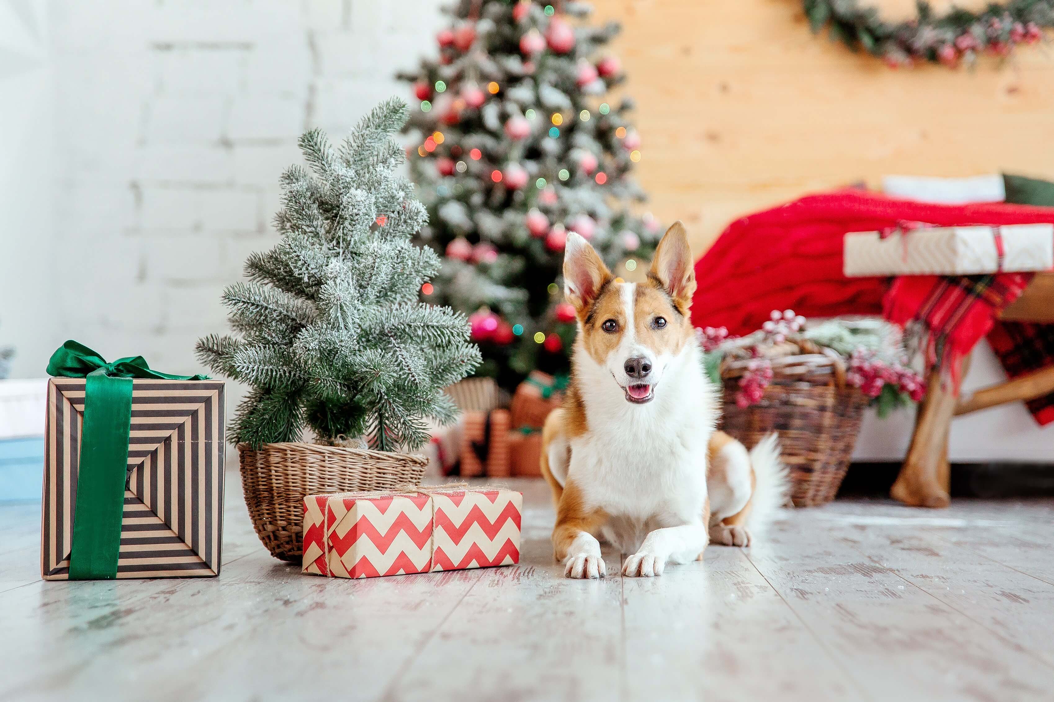 Podaruj pupilowi bajkowe święta - pomysły na prezent dla psa