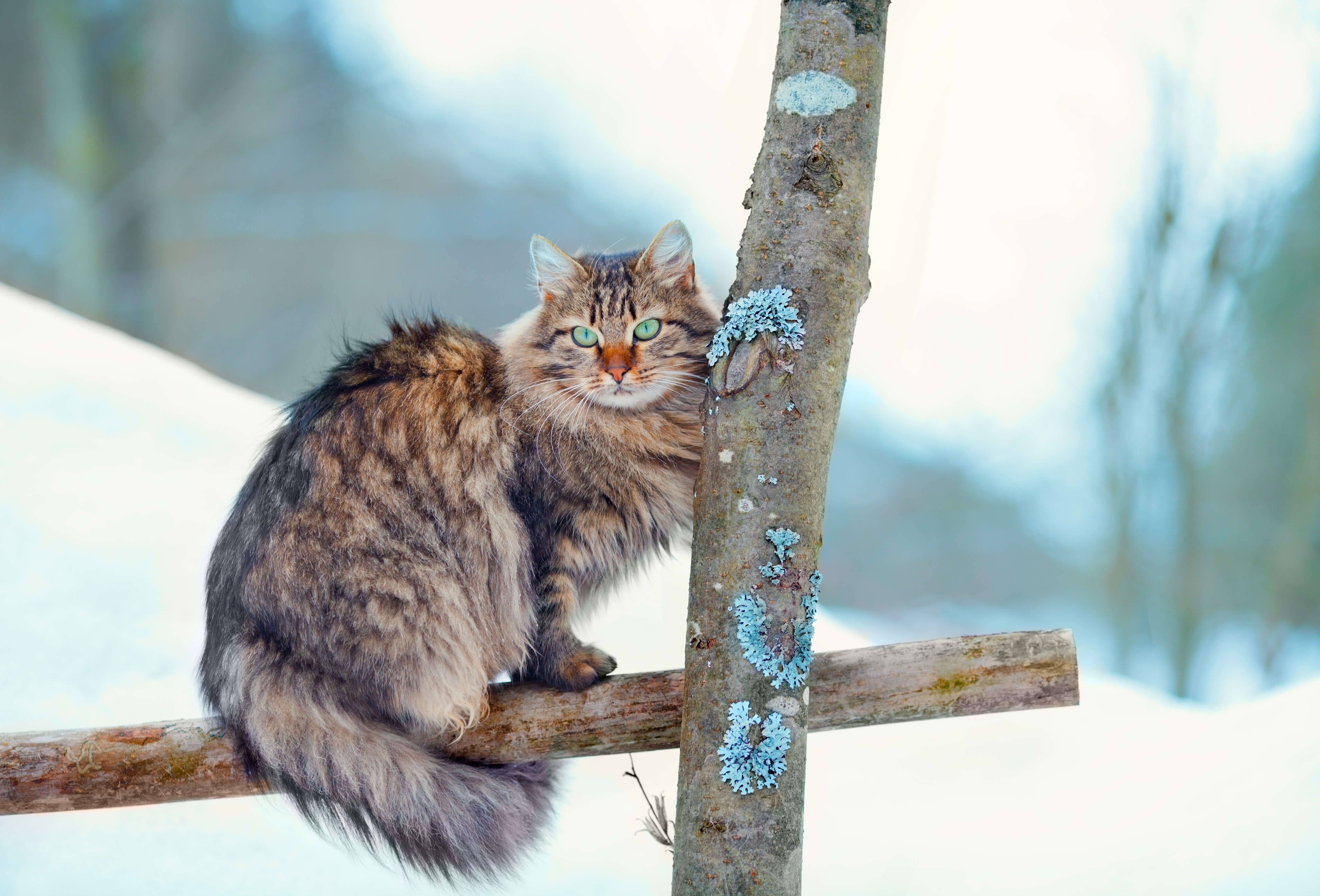 Kot syberyjski - poznaj piękno kociej natury!