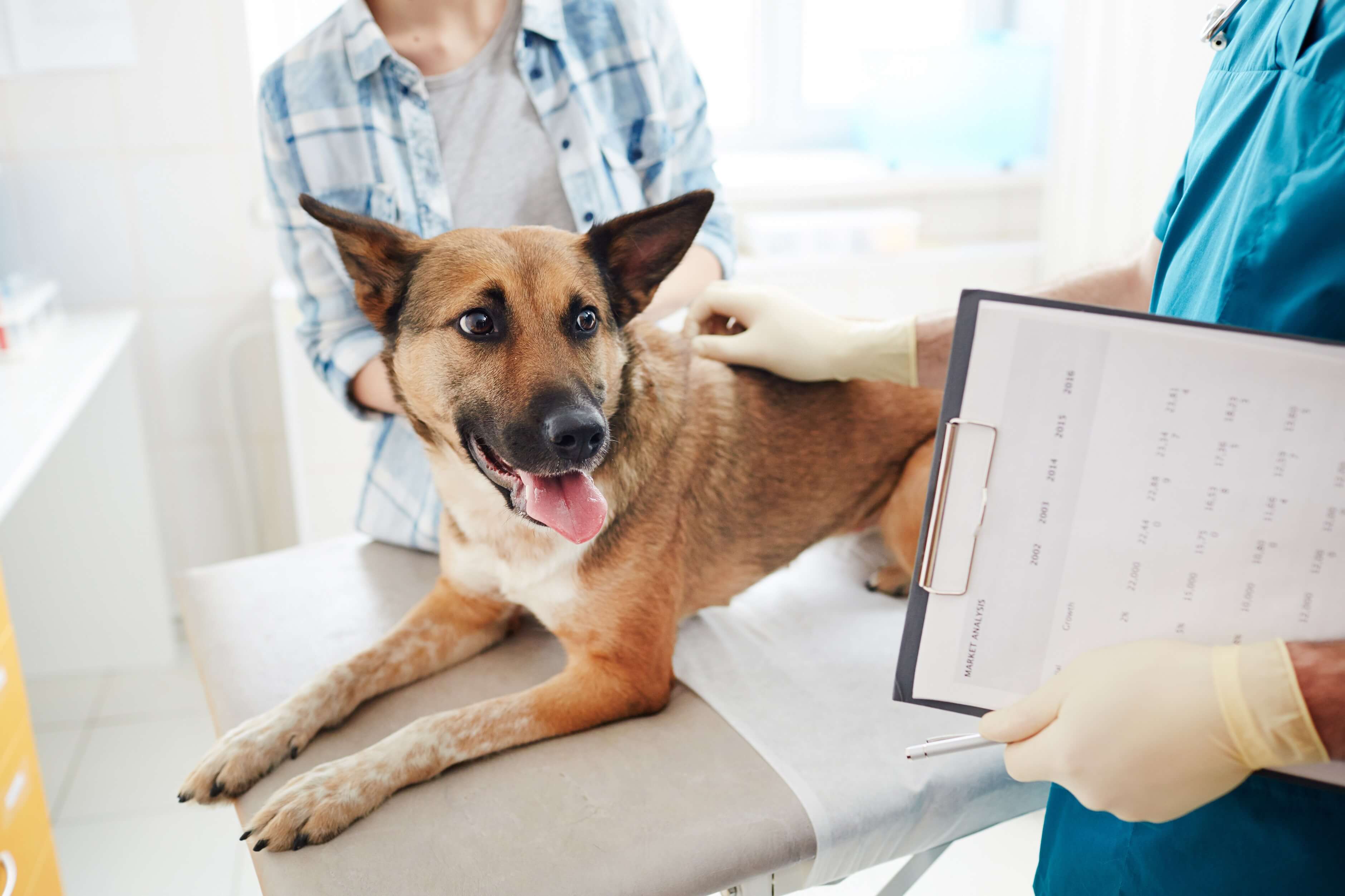 Zapalenie pęcherza u psa – przyczyny, objawy, leczenie